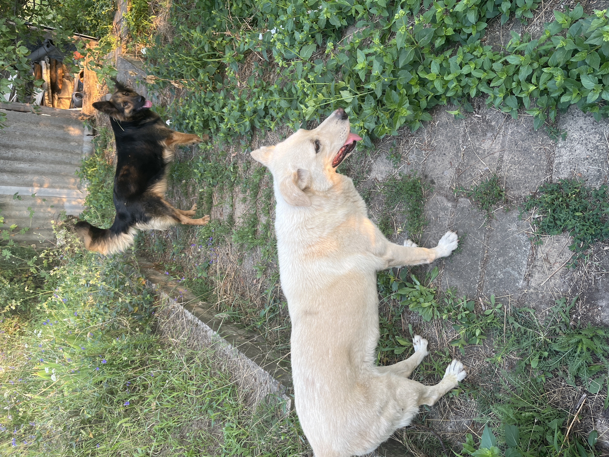 In Dnipro, Ukraine, a domestic scene unfolds in an outdoor area with a concrete path and abundant greenery. Two dogs are the central subjects. In the foreground, a pale cream-colored dog stands on the path, facing right with its mouth open and tongue extended. Its body is mostly visible from the side, with its hindquarters slightly towards the viewer. In the background, a German Shepherd-type dog with black and tan markings stands on grass, also facing right, with its tongue out and a relaxed posture. Behind the dogs, there is overgrown vegetation, including tall grasses and smaller flowering plants with purple and white blooms. To the right, a rustic corrugated metal structure is visible, along with stacked materials and a tree. The overall environment suggests a backyard or a less-manicured urban green space. The lighting indicates it is likely late afternoon or early evening.
