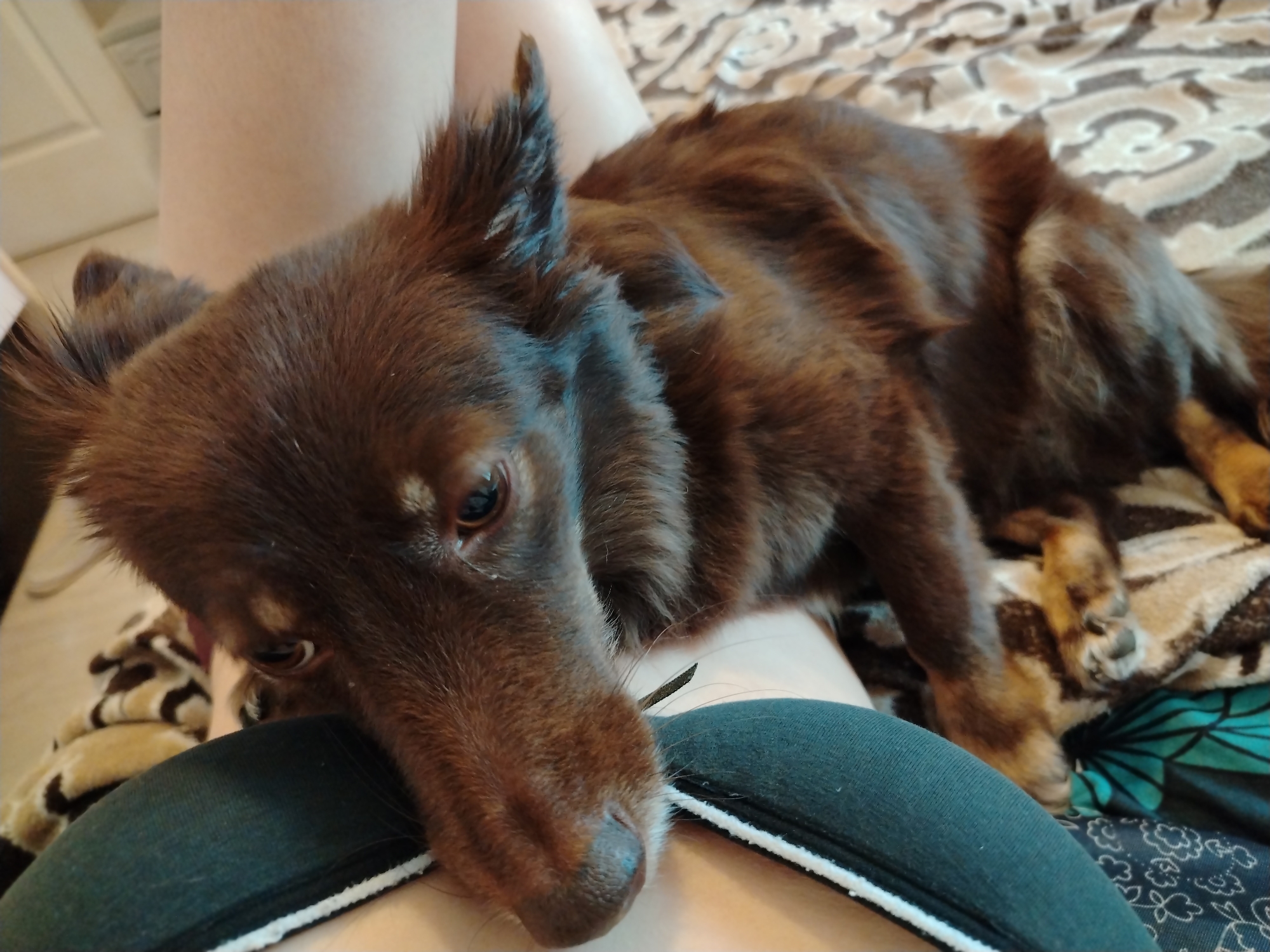 A brown, medium-sized dog is lying on a person's lap. The dog is positioned primarily in the foreground. The person is wearing a dark top with white trim. The background includes a bed with patterned bedding and a partially visible white door. There is no evidence to suggest the location is in Noviy, Russia.