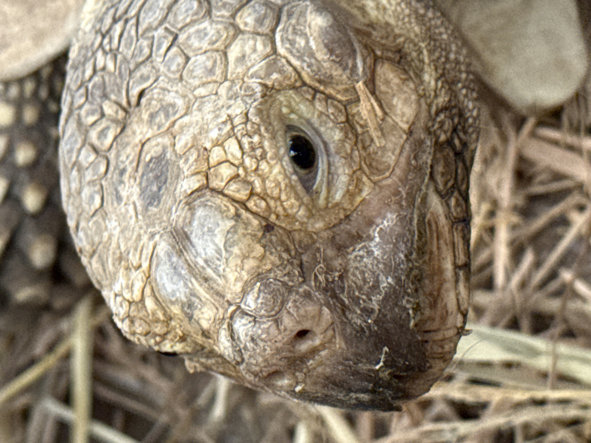 The image is a close-up shot of the head of a tortoise, with its textured scales and a dark eye clearly visible. The tortoise appears to be on a bed of dry grass or straw. The background is out of focus, but suggests an outdoor environment with muted earth tones. There are no visible indications of it being in Bangkok, Thailand.