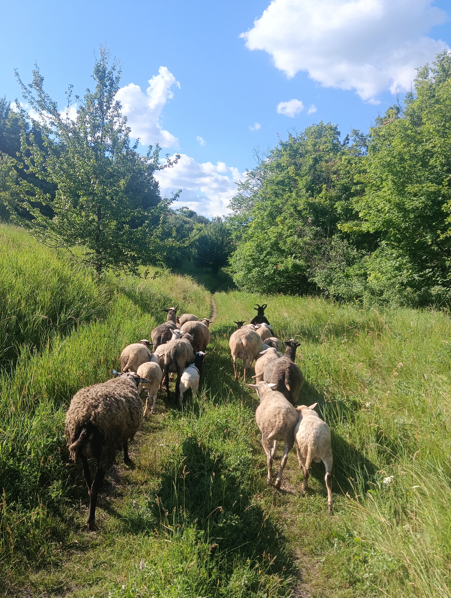 A flock of sheep, mostly white and brown with a few black sheep, walk in a line on a dirt path through a grassy hill. The path is flanked by tall green grass. On the left side of the path, there is a large, leafy green tree. On the right side, there is a dense forest of green trees. The sky is blue with white, fluffy clouds. The image appears to be taken from a slightly elevated position looking down at the sheep as they move away from the camera. The scene is pastoral and rural, with no visible signs of urban or man-made structures.