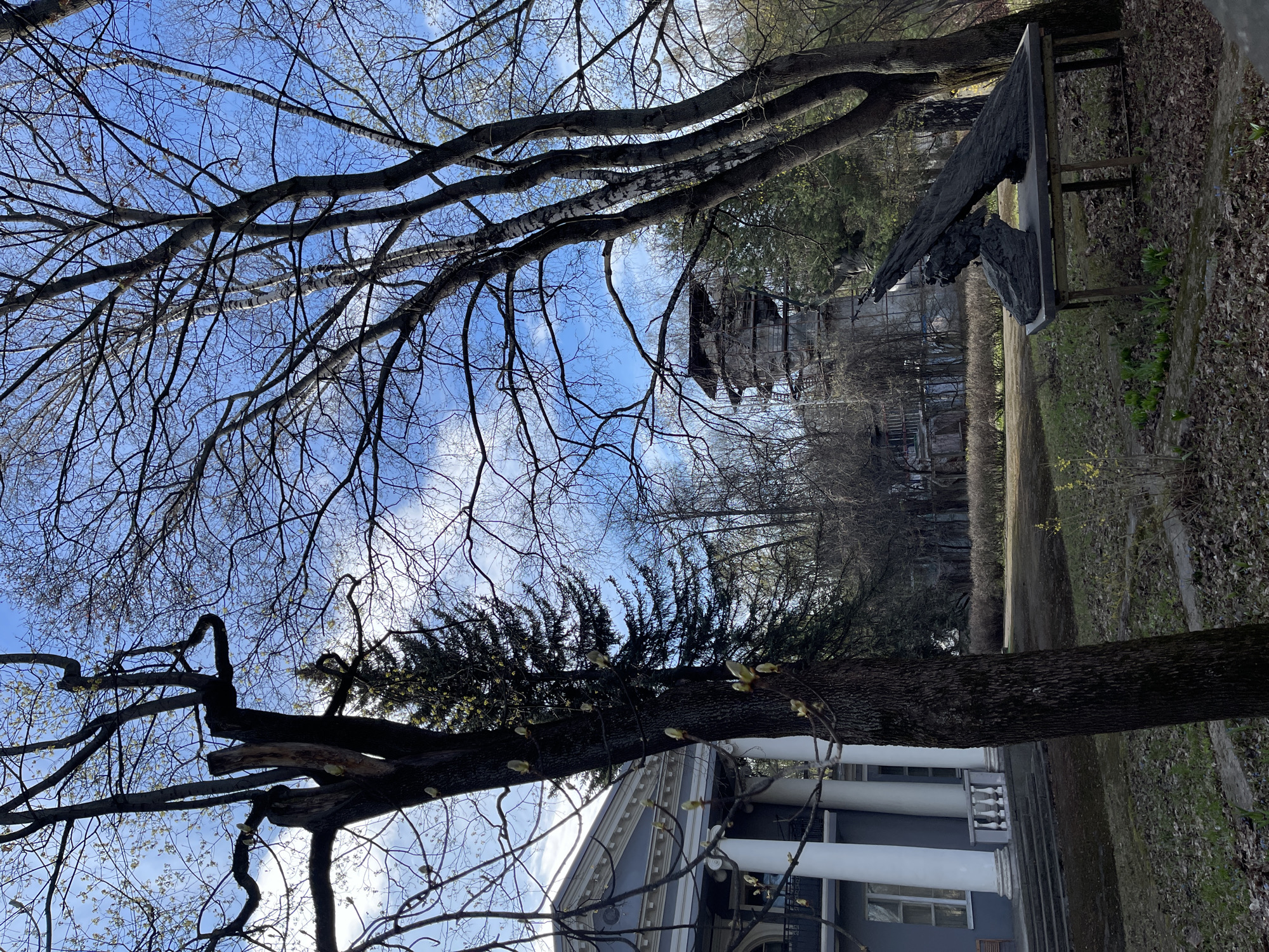The image presents a daytime outdoor scene in Khimki, Russia, featuring a sky-high perspective through tree branches. The sky is bright blue with scattered white clouds. The upper and central parts of the frame are dominated by a dense network of bare, dark deciduous tree branches, characteristic of late winter or early spring. Some branches, particularly on a tree to the lower right, show clusters of light green buds, indicating the nascent stage of spring. This tree also exhibits some dark green coniferous foliage.
In the lower left, a building with classical architectural elements is visible, featuring white columns and a light grey facade. Further into the midground, a darker, possibly older or abandoned building with numerous windows and balconies can be seen partially obscured by trees.
To the right, an abstract, dark-colored sculpture is mounted on a pedestal. The sculpture has an angular, possibly stylized form, resembling a large head or an animal with prominent, wing-like structures. The ground beneath is covered with dried leaves, patches of sparse grass, and small emerging green plants, hinting at the very beginning of spring. A dirt path runs across the midground. The scene is devoid of people or visible text, conveying a quiet, natural, and somewhat melancholic atmosphere of a transitional season.