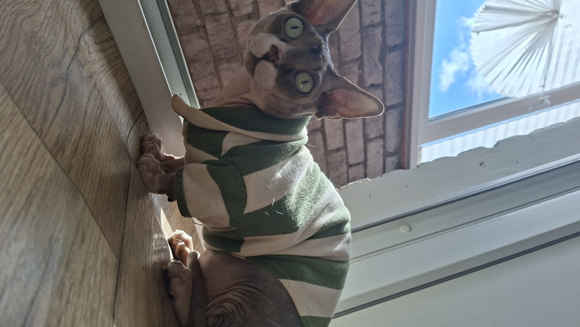 A hairless cat with green eyes, wearing a green and white striped shirt, sits on a wooden floor near a window. The window has a white accordion-style blind pulled halfway down. Outside the window, blue sky and white clouds are visible. A brick wall can be seen through the lower part of the window. The scene appears to be indoors, possibly in an apartment in Myadzyel, Belarus, given the window and floor texture. The cat is looking towards the camera.