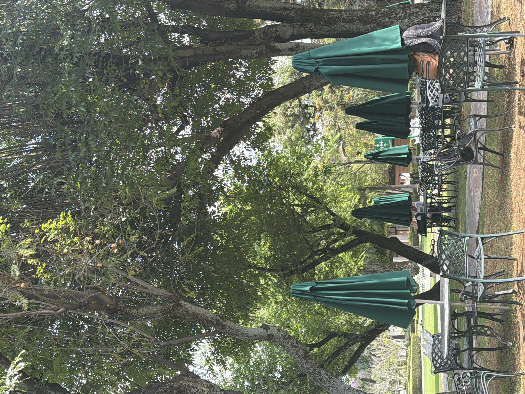 The image depicts an outdoor setting in an unspecified location. The scene features numerous tables and chairs, likely part of an outdoor dining area. Green umbrellas are positioned above the tables, providing shade. Trees with dense foliage surround the area, casting shadows and creating a natural ambiance. A squirrel can be seen nestled in one of the trees. The ground is covered in grass. Overall, the scene suggests a relaxed and pleasant outdoor environment.