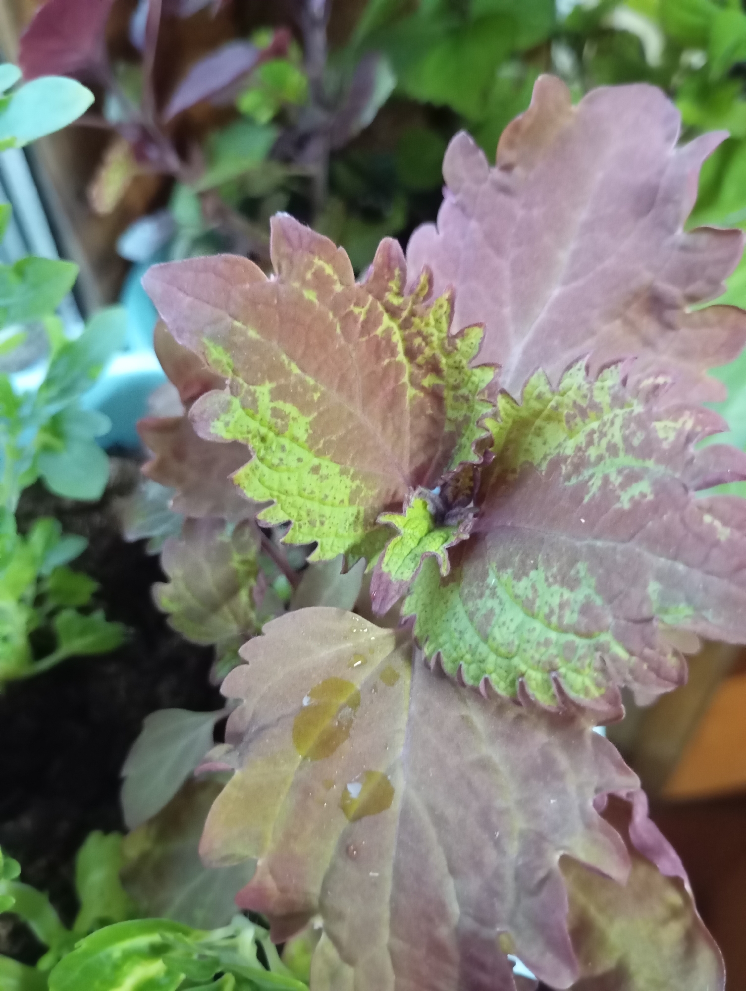 A close-up shot of a Coleus plant with variegated leaves. The leaves are predominantly purple/brown with green patches and serrated edges. Some leaves have water droplets. Other plants are visible in the background, including green leafy vegetation and a glimpse of a light blue container. The location and city are unknown.