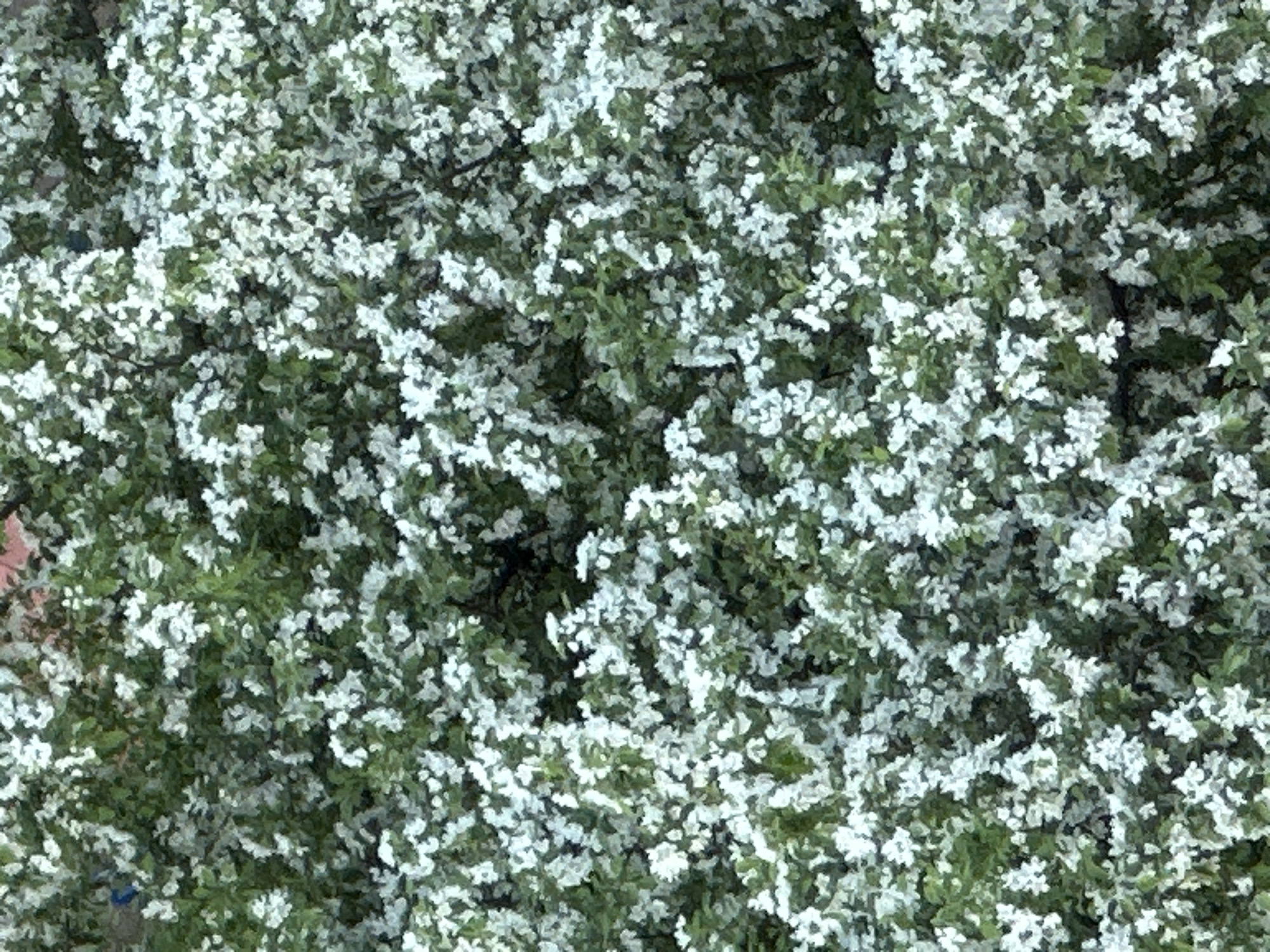The image shows a dense array of white blossoms interspersed with green foliage. The overall impression is of a flowering shrub or tree. There is no indication of the image being taken in Chaikovsky, Russia, or any other specific location. There are no people or observable actions in the frame.