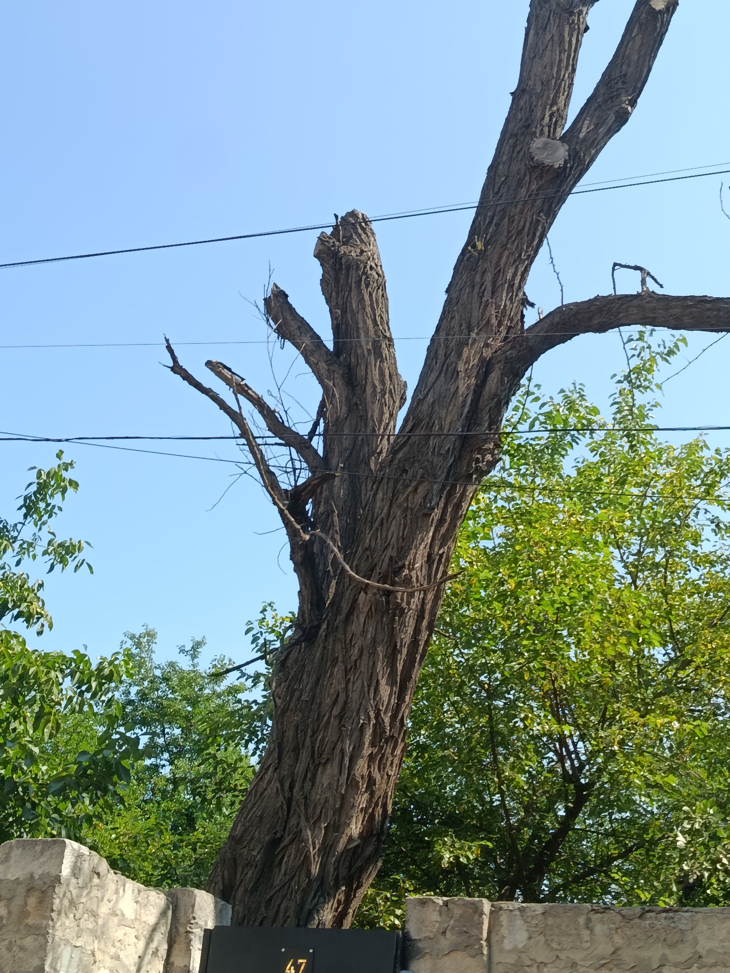 An outdoor, low-angle shot shows a large, old tree trunk with rough bark and several broken branches against a clear blue sky. Wires run horizontally across the frame, passing behind the tree. To the right and behind the tree, dense green foliage from other trees is visible. In the foreground, a rough stone wall runs along the bottom of the frame, with a black metal object partially visible below the tree. The image appears to be taken during daylight hours, with the sun casting a soft light. The location is Chișinău, Moldova.