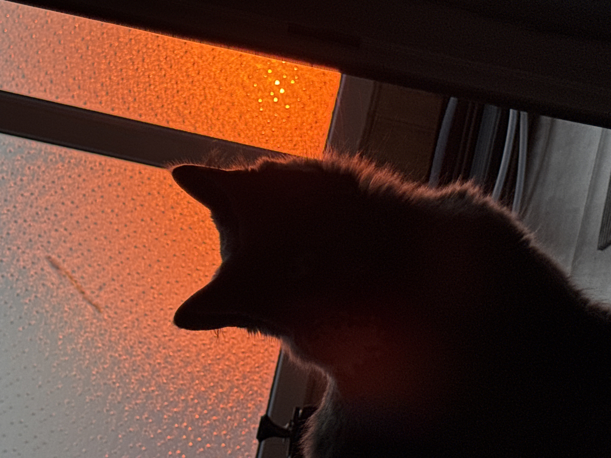 A domestic long-haired cat, largely silhouetted due to backlight, is positioned indoors, facing a window. The window pane has a textured surface, and the light filtering through it is a warm orange-red hue, possibly indicating sunset or sunrise. The angle of the shot is from below and slightly to the right of the cat, revealing a partial view of the window frame and curtains to the right. The upper portion of the frame is visible above the window, suggesting the cat is positioned on a sill or other elevated surface. The lighting conditions obscure detailed features of the cat, but the outline suggests it is looking intently out the window. The location cannot be ascertained as Varna, Bulgaria without additional information.