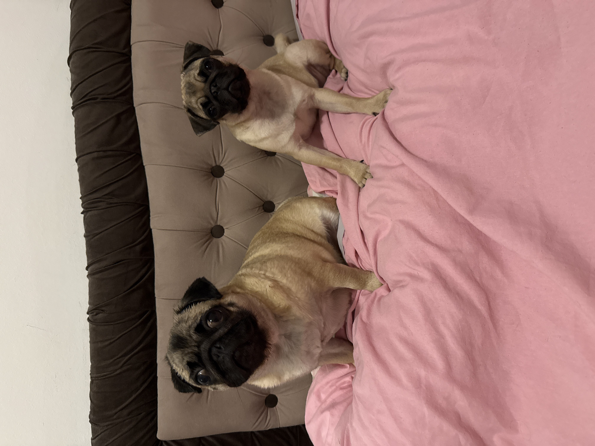 Two pugs are sitting on a bed with a pink comforter. The bed has a brown tufted headboard. The pug on the left is larger and facing the camera with its head tilted slightly to the left. The pug on the right is smaller and facing the camera with its head slightly tilted to the right. Both dogs appear alert. The background is a plain wall.