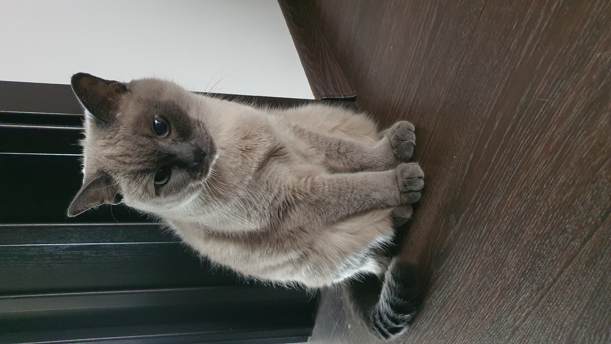 A Siamese cat with light brown fur and darker points sits on a dark brown wooden floor. The cat is looking down and to the left with a sad expression. The background is out of focus, but appears to be an indoor setting with vertical blinds and a white wall. There is no indication of the city of Krasnoyarsk, Russia, in the image.