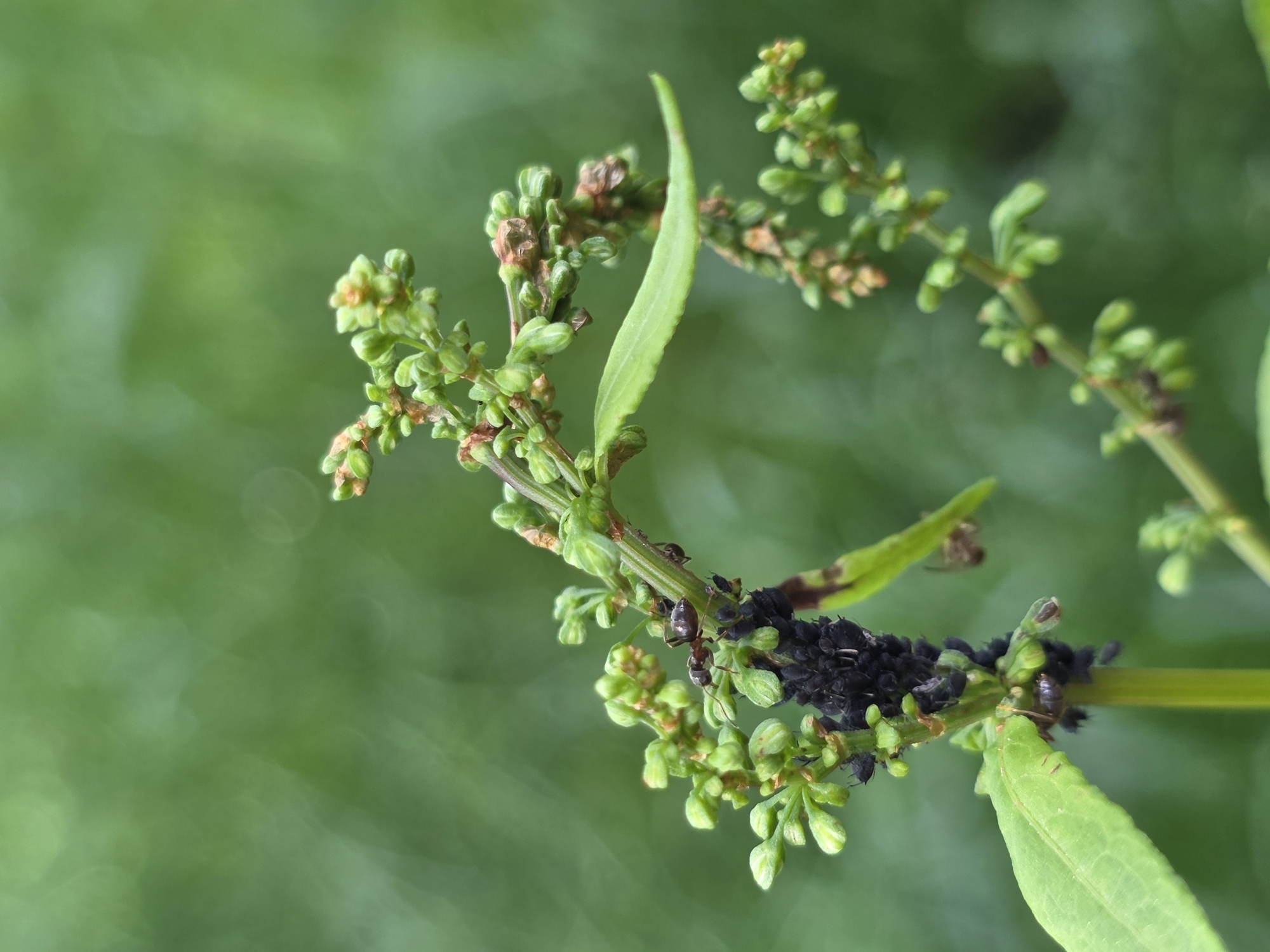 A close-up photograph shows a flowering plant stem infested with black aphids, attended by several brown ants. The stem and buds are primarily green, with some browning. The background is a blurry green, suggesting foliage. There is no information in the image to suggest this image was taken in Sofia, Bulgaria.