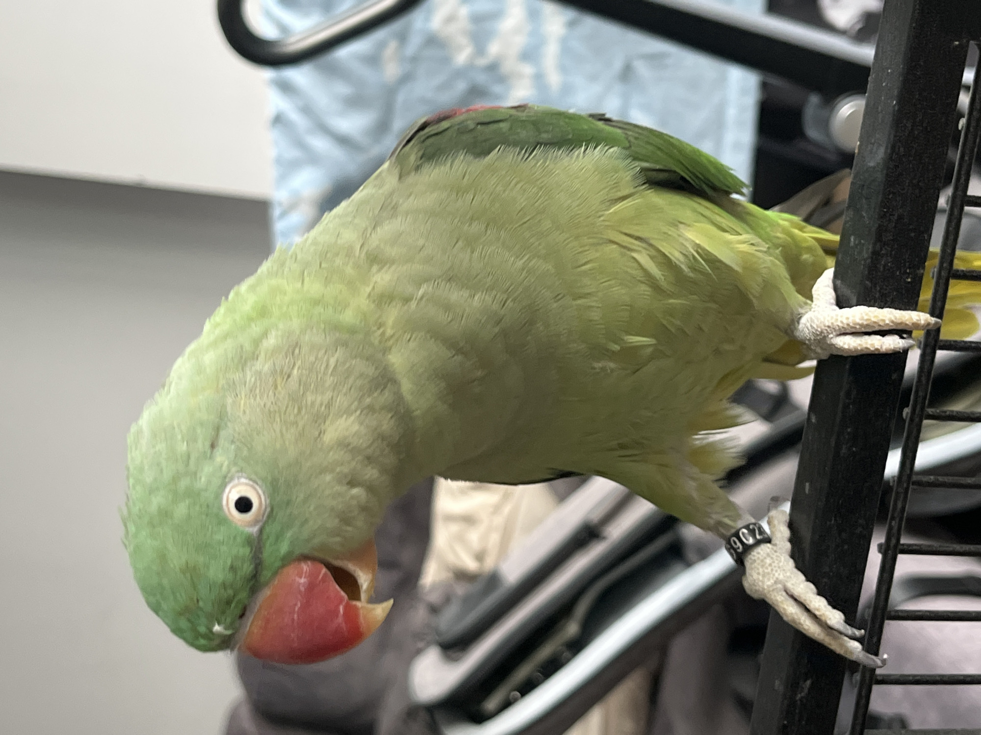 This is a close-up, eye-level, outdoor photograph of a medium-sized parrot, likely an Indian Ringneck Parakeet, perched on a black horizontal bar. The parrot is predominantly light green with some darker green feathers on its wings and a hint of red on its shoulder. It has a bright red beak and a light-colored eye with a black pupil. A black band with white numbers, appearing to read "6902", is visible on its left leg. The parrot is facing to the left of the frame, with its head slightly tilted. The background is out of focus and appears to be indoors, with hints of furniture and a blue patterned fabric. The lighting suggests a natural, slightly overcast day. The photograph does not depict any elements related to the city of Pazardzhik, Bulgaria.