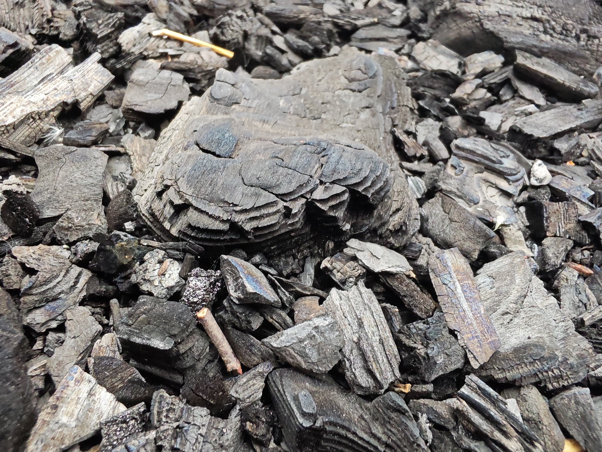 A close-up, overhead shot shows a pile of charcoal pieces, varying in size and shape. The charcoal is predominantly black, with some pieces exhibiting greyish and slightly iridescent undertones. The texture of the charcoal is rough and uneven, with visible grain patterns on some of the larger fragments, suggesting they were once wood. A few small, light-colored twigs are scattered among the charcoal. The background is filled with more charcoal fragments, creating a dense and textured surface. The scene appears to be an outdoor environment, likely a collection of firewood remnants. The image does not contain any information about a specific location in Чонкаўскі сельскі Савет, Belarus.