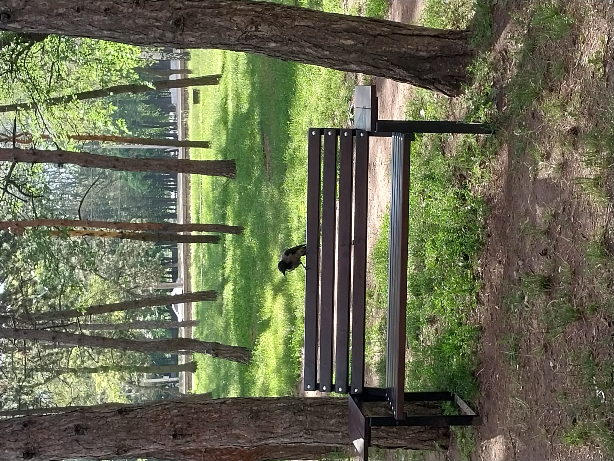 The image depicts a park scene with a dark wooden bench situated in the foreground. A single crow is perched on the backrest of the bench, facing to the left. The bench is positioned on a patch of dirt and sparse grass, with a larger tree trunk directly to its right. Behind the bench, a grassy area with scattered trees extends into the background, suggesting a well-maintained park. The lighting indicates it is daytime, with sunlight filtering through the foliage. The overall impression is one of a quiet, natural setting within a city. Based on the provided context of the city of Dnipro, Ukraine, this scene could be found in one of its many urban parks.