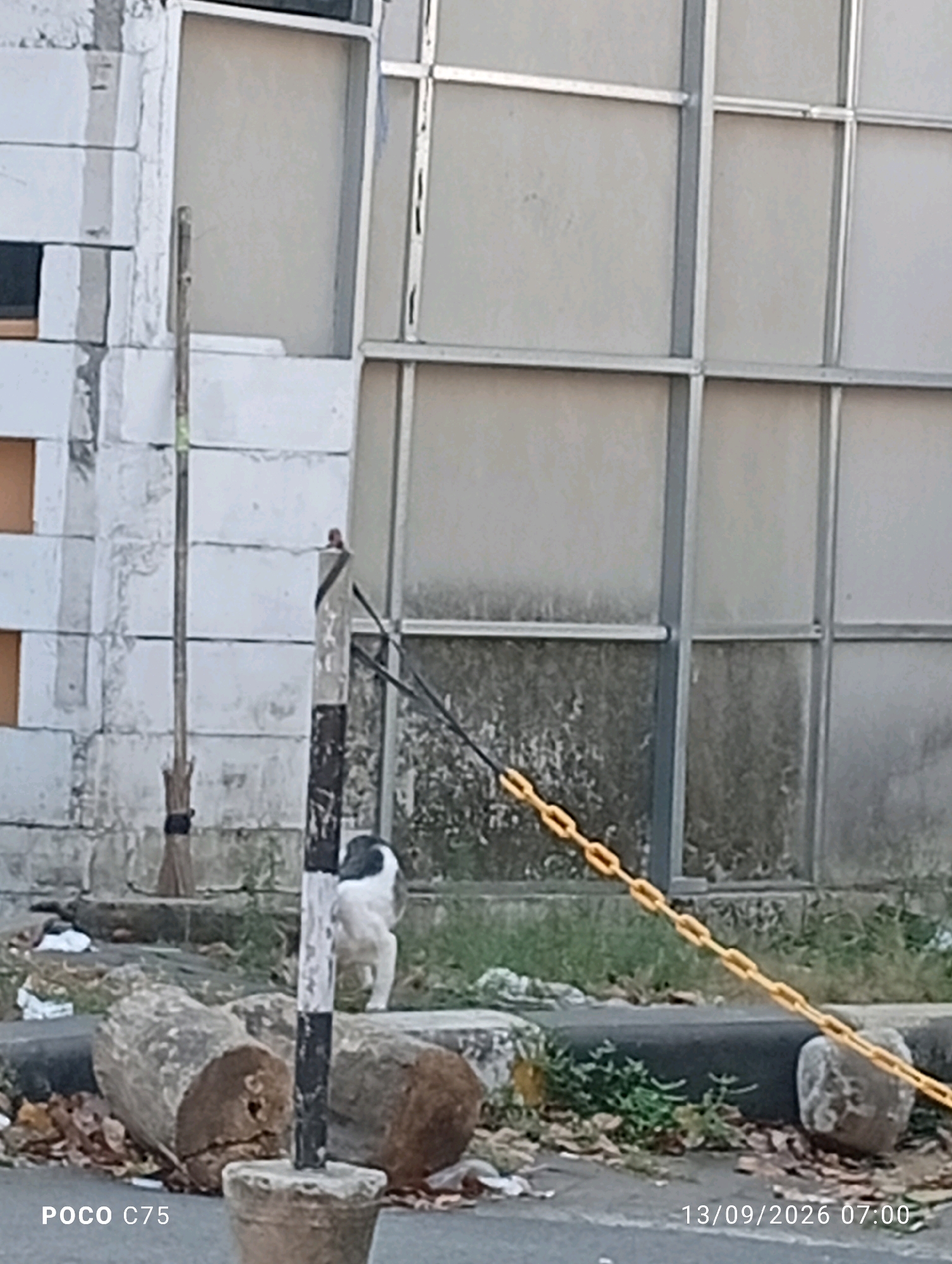 In Jepara, Indonesia, an outdoor scene captures a dog standing near a striped pole and fallen logs. The dog, predominantly white with black markings on its head, faces away from the viewer. A broom leans against a wall constructed of light-colored blocks. A yellow chain barrier stretches across the frame from right to left. The background features a building with a modular, glass-paneled facade, reflecting a muted, overcast sky. Debris and fallen leaves are scattered on the ground around the logs and pavement. The timestamp "13/09/2026 07:00" is visible in the lower right corner, along with "POCO C75" in the lower left.
