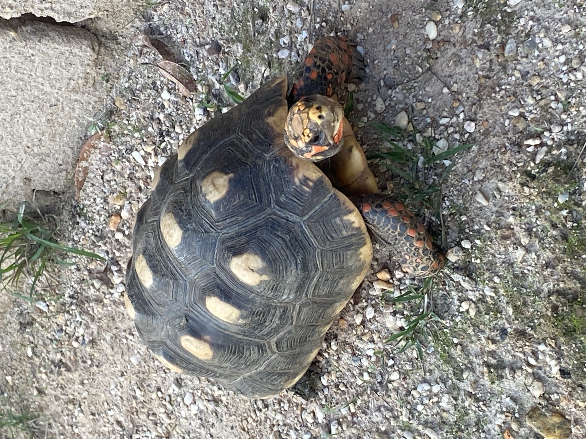 An overhead shot captures a Red-footed tortoise (*Chelonoidis carbonarius*) on a gravelly, sandy surface. The tortoise is the central subject, displaying a dark, domed carapace adorned with irregular cream to pale yellow patches. Its head and limbs, which are partially extended from the shell, exhibit a distinctive pattern of reddish-orange and black scales. The head is slightly turned, revealing its eye and facial details.
The setting is an outdoor, natural environment, likely in Tinaquillo, Venezuela, as per the location context. The ground consists of a mixture of small gray and white gravel, sand, and scattered dried leaves. Patches of sparse green grass are visible, particularly around the tortoise's front left leg and in other areas of the frame. A large, light-colored, rough-textured rock or concrete slab occupies the left side of the image. The lighting suggests it is daytime. The tortoise appears stationary, possibly resting or moving slowly. No human subjects or visible text are present in the image.