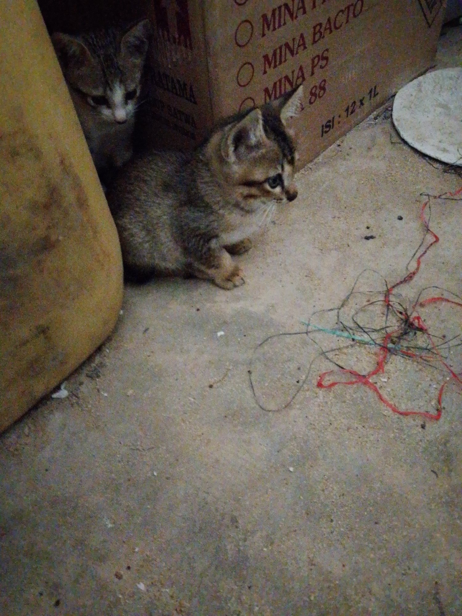 The image shows two kittens, one partially obscured in the background and the other more prominent in the foreground. They are positioned next to a cardboard box labeled with text including "MINA BACTO" and "MINA PS," and "ISI: 12 x 1L." A yellow object, possibly part of a larger piece of furniture, is visible on the left side of the image. The ground is a concrete surface, and a tangled mess of colored string or wire lies to the right of the foremost kitten. The location, Bukit Ketok, Indonesia, has been provided.