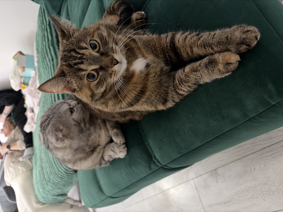 The image depicts an indoor scene in the city of Chaikovsky, Russia, focused on two domestic felines positioned on a dark green upholstered sofa. In the foreground, a tabby cat with brown and black stripes and a white chest patch lies with its front paws extended, looking directly at the camera with green eyes. Behind it, a grey tabby cat, possibly a Scottish Fold due to its ear structure, is partially visible, facing away to its right with paws tucked. The sofa features a tufted or quilted design and is covered by a lighter green ridged blanket further back. Two individuals are partially visible reclining on the sofa behind the cats. The person on the left wears light-colored clothing and socks, with a white, long-haired dog resting near their feet. The person on the right wears a dark top, with a device on their wrist and a light blue box among various items behind them. The flooring is a light-colored wood or laminate, and a plain light wall is visible in the background.
