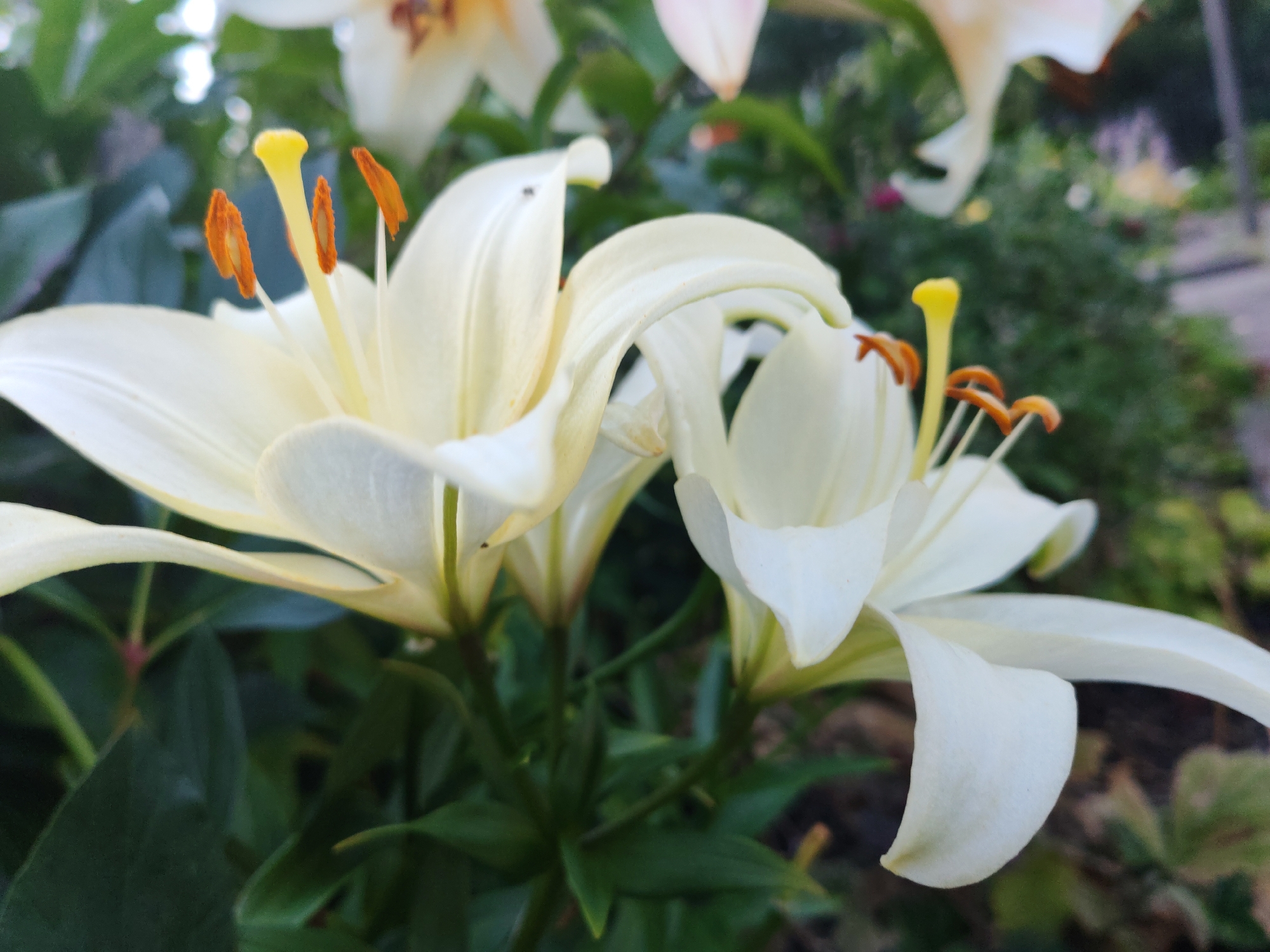 A close-up, eye-level shot captures two white lilies in bloom, with vibrant orange stamens tipped with yellow pollen. The lilies are positioned in the foreground, with their petals unfurling outwards. The background is a blur of green foliage, suggesting a garden setting. The lighting indicates it is daytime, with soft shadows present. The image lacks any human presence or discernible urban landscape features. The scene is peaceful and focuses solely on the natural beauty of the flowers.