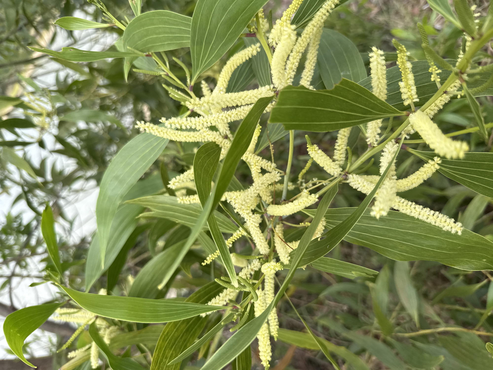 A close-up, eye-level shot captures a branch of a plant featuring long, slender green leaves and clusters of delicate, pale yellow, bottle-brush-like flowers. The flowers are composed of numerous small, fuzzy stamens, giving them a soft, elongated appearance. Some of the flowers are fully bloomed, while others are in various stages of development, with some appearing as small green buds. The background is softly blurred, revealing more foliage and branches, suggesting an outdoor, natural setting. The lighting is soft, casting gentle shadows and highlighting the textures of the leaves and flowers. This scene is located in the city of Ko Samui District, Thailand.
