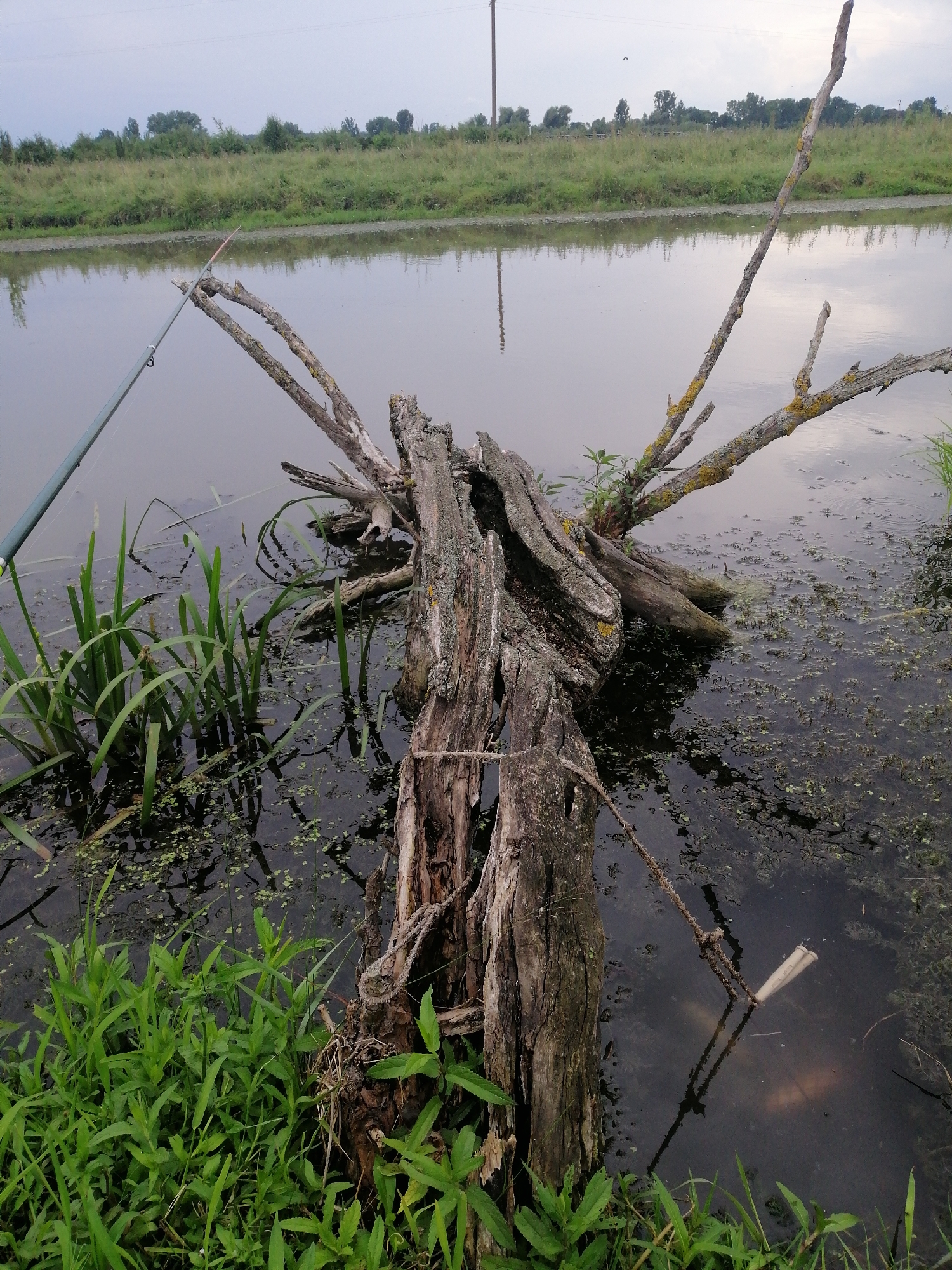 An outdoor, eye-level, medium shot captures a calm, murky body of water with a dead tree stump protruding from it. The stump, aged and weathered, is surrounded by green grass and reeds on the left and a scattering of small aquatic plants on the water's surface. A fishing rod extends into the frame from the upper left, its line disappearing into the water near the stump. In the background, a distant grassy bank with trees forms the horizon under an overcast sky. The scene appears to be in a natural setting, possibly a lake or slow-moving river, within the city of Unknown, Unknown.