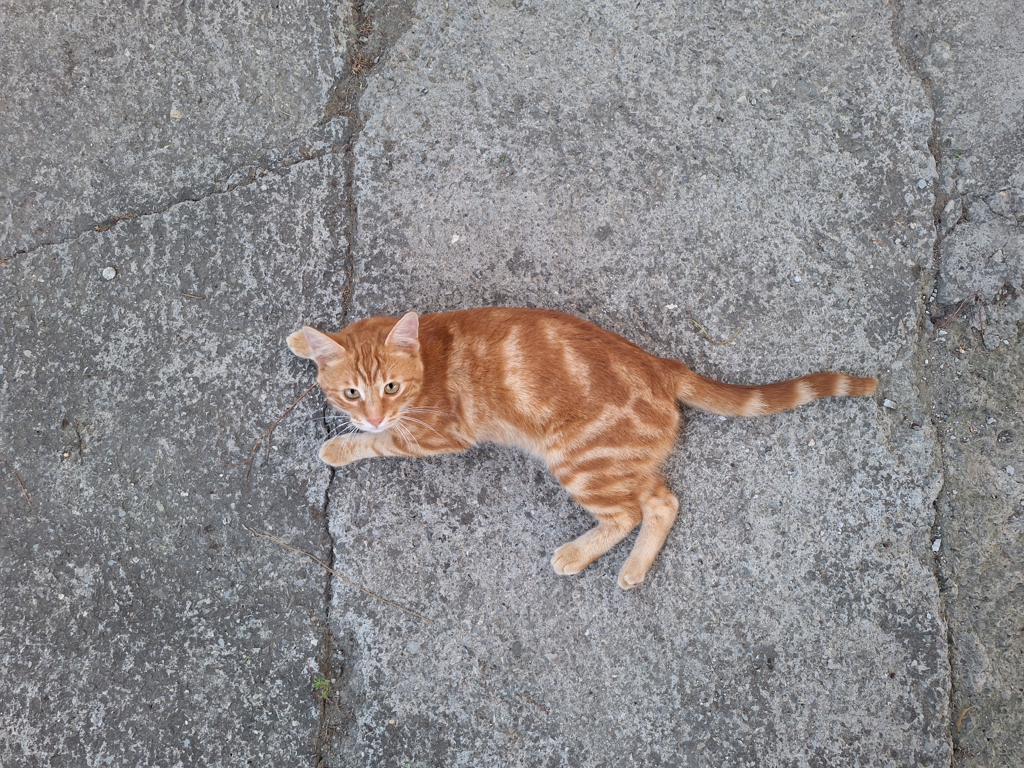 An orange tabby cat is lying on its back on cracked concrete, with its paws extended upwards and to the left. The cat's body is positioned diagonally in the frame, facing towards the top right corner. Its eyes are open and looking upwards, and its ears are perked. The background is a grey concrete surface with visible cracks and small stones. The scene appears to be outdoors, potentially in an urban environment. The location is the city of Nabran, Azerbaijan.
