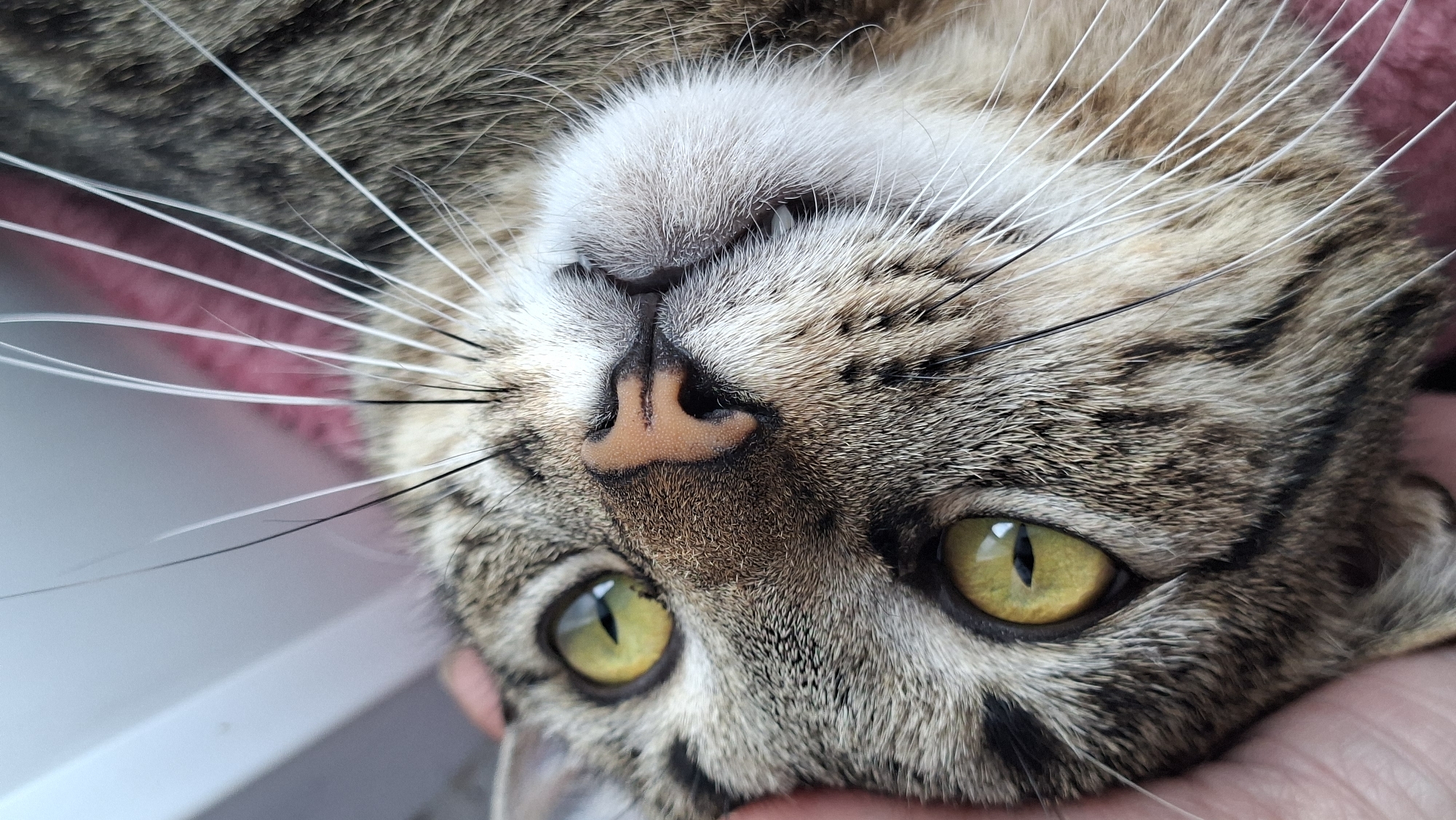 The image is a close-up, upside-down shot of a tabby cat's face, held by a person's hand. The cat has striking green eyes and a light brown nose. Its fur is a mix of brown, black, and tan stripes, with prominent white whiskers. A pink, textured surface, possibly a blanket or cushion, is visible in the background. The image does not provide any information about the cat's location in Забалоцкі сельскі Савет, Belarus.