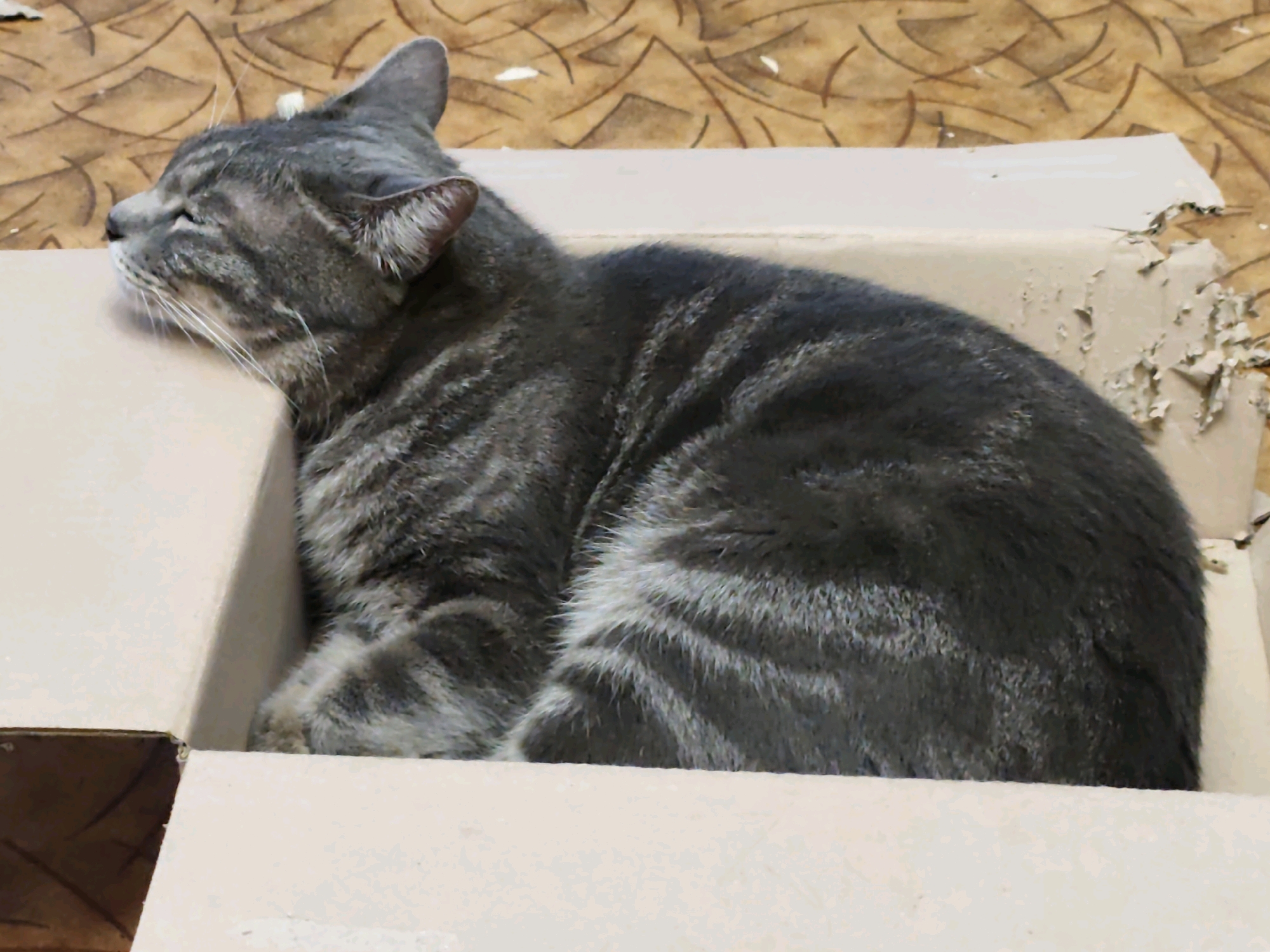 A gray tabby cat is sleeping curled up inside a damaged cardboard box. The cat's head is resting on the edge of the box, with its eyes closed and its ears pointed upwards. The box is open on one side, revealing the cat inside. The background is a patterned surface, possibly a floor or wall. The scene appears to be indoors. The image does not provide any specific information about the location in Volno-Nadejdinskoe, Russia.