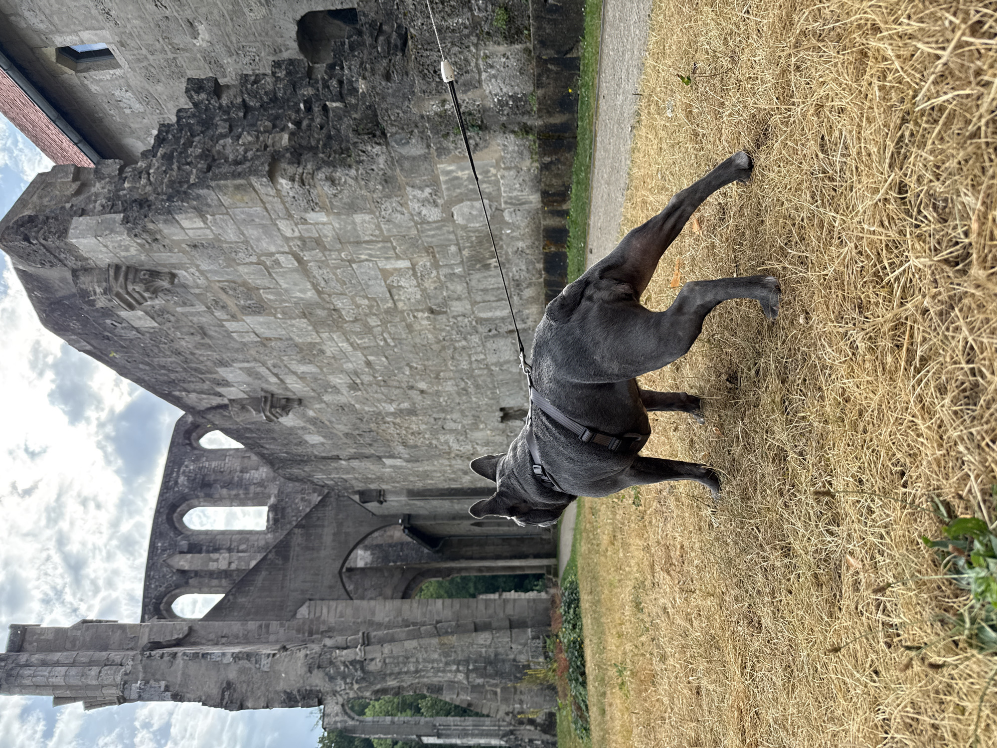 An outdoor, low-angle, full shot shows a dark gray French bulldog on a leash, standing on dry, light brown grass in front of a stone ruin. The dog, facing away from the camera, is wearing a dark gray harness. Behind the dog, the ruins of a large stone building are visible, with arched windows and weathered stone walls. The sky above is cloudy with patches of blue. The scene is located in the city of Walkenried, Germany, specifically at the Walkenried Abbey, a historic Cistercian monastery.