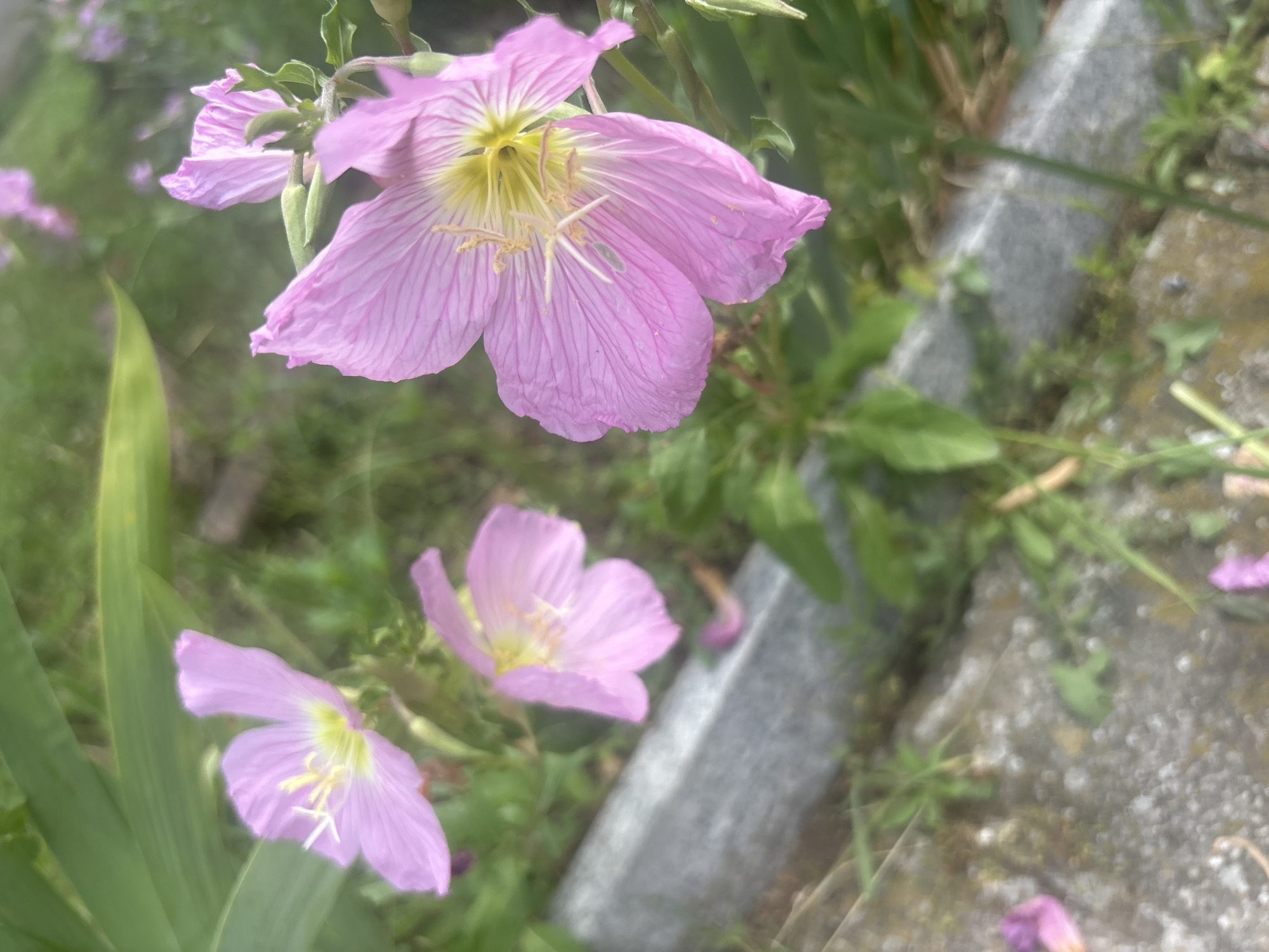The image shows several pink flowers with yellow centers in a garden setting. Some green foliage and a gray stone or concrete edge are also visible. The location is not identifiable as Siva Reka, Bulgaria from the provided image.