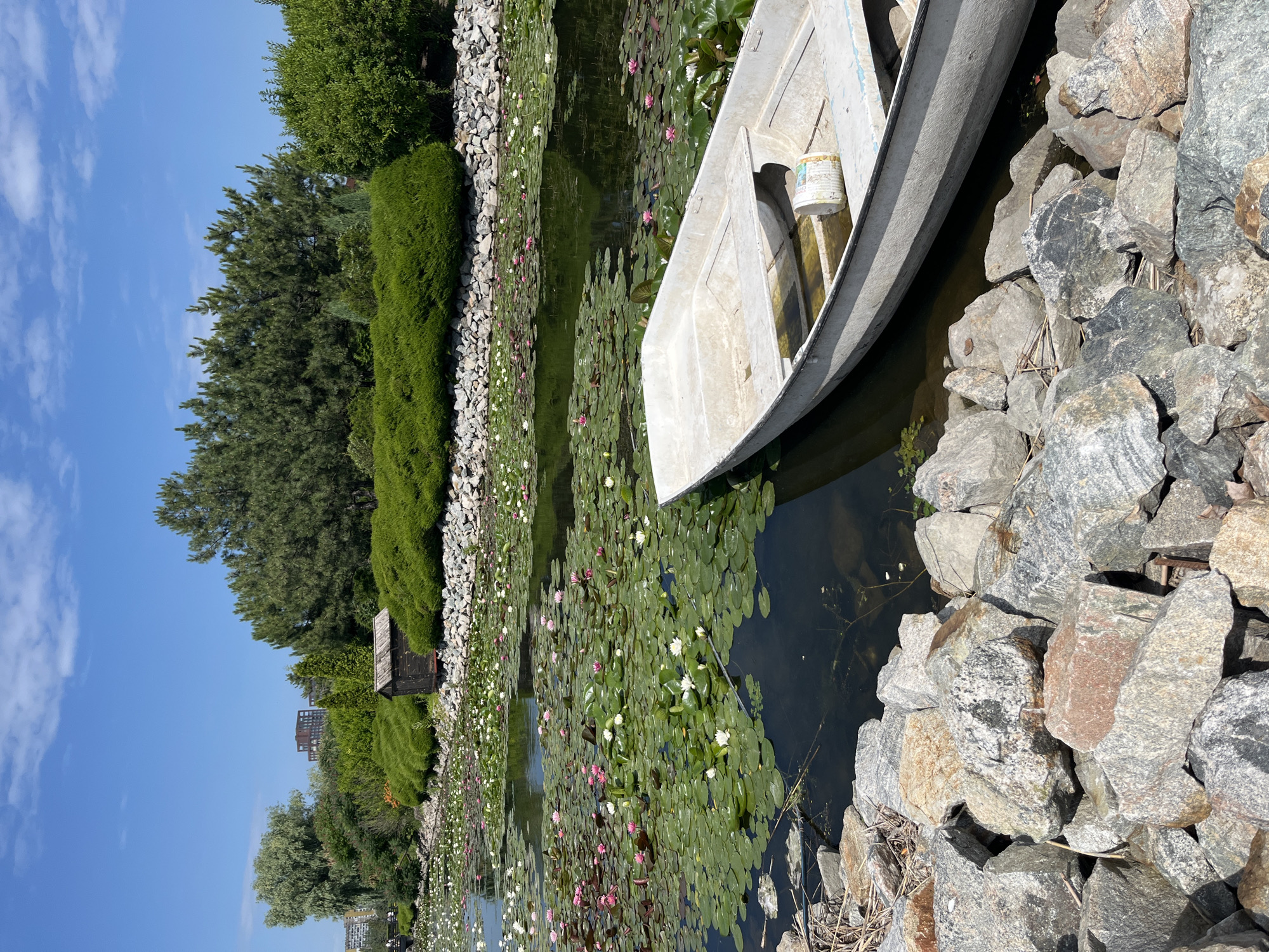 The image depicts a serene outdoor scene at the Dnipro Botanical Garden in Dnipro, Ukraine. A small, light-colored boat rests partially in the water, its bow nudged against a rocky shore. The boat appears aged and weathered, with a white bucket or container visible inside. The water is densely populated with lily pads, dotted with white and pink water lilies, creating a vibrant, natural carpet. Beyond the pond, a meticulously landscaped area features neatly trimmed green bushes forming a textured hedge. Behind the hedge, a small wooden shed with a weathered roof stands out. Several evergreen trees, including pines, rise behind the shed and bushes, providing a lush backdrop. In the distance, a few modern buildings are visible against a clear blue sky with scattered white clouds. The foreground is dominated by large, grey and brown rocks that form the edge of the pond. The overall impression is one of peaceful coexistence between nature and man-made elements.