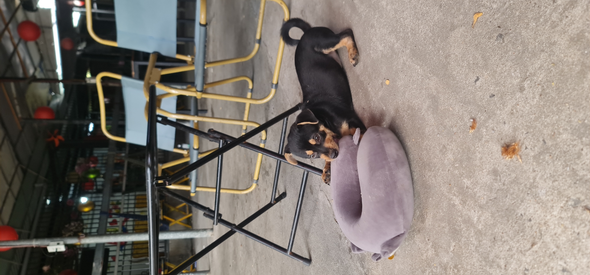 A medium-shot, slightly tilted, outdoor photograph shows a black and tan dog lying on a concrete surface, resting its head on a grey neck pillow, with tables and chairs in the background.
The dog is mostly black with tan markings on its face, legs, and underbelly. It is positioned on its side, facing the camera, with its head resting on the grey, horseshoe-shaped neck pillow. The dog's tail is curled slightly upward.
Behind the dog, there are several folding tables and chairs. The tables have black metal frames, and the chairs have yellow metal frames with light blue seats. The setting appears to be an outdoor dining area. Red lanterns can be seen hanging from the ceiling of the building.
The concrete surface is light grey and shows some minor discoloration. There are a few small pieces of debris scattered around the area.
The image was taken in Đà Nẵng, Vietnam.