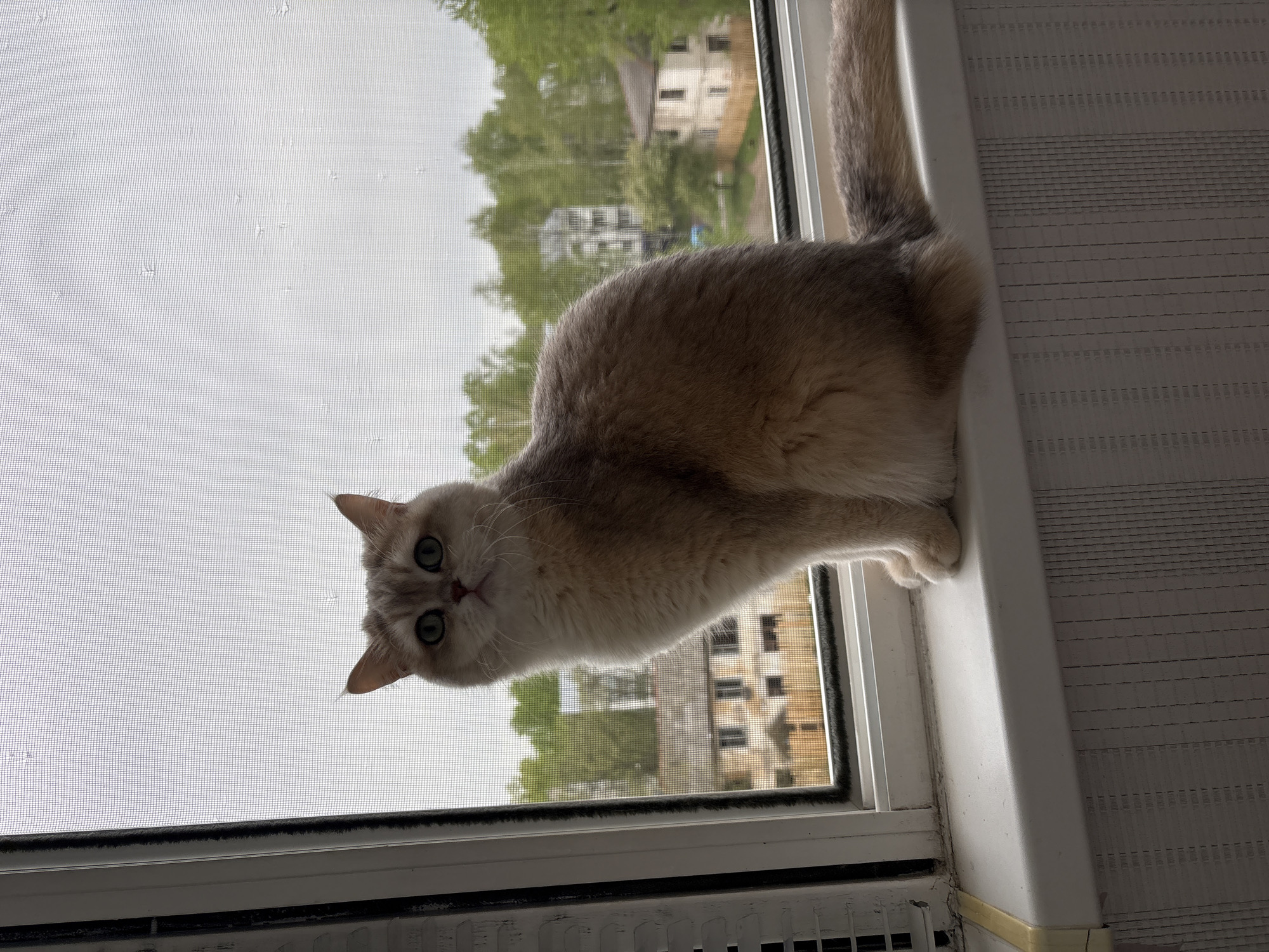 A cat with light brown fur and green eyes is sitting on a white windowsill. The cat is looking directly at the camera with a curious expression. Behind the cat, there is a window with a screen. Through the window, a building surrounded by trees is visible. The image was taken at an angle, giving a tilted perspective of the scene. The bottom of the windowsill reveals a radiator or heating element. The location of the image is Chaikovsky, Russia based on the buildings, trees, and weather conditions.