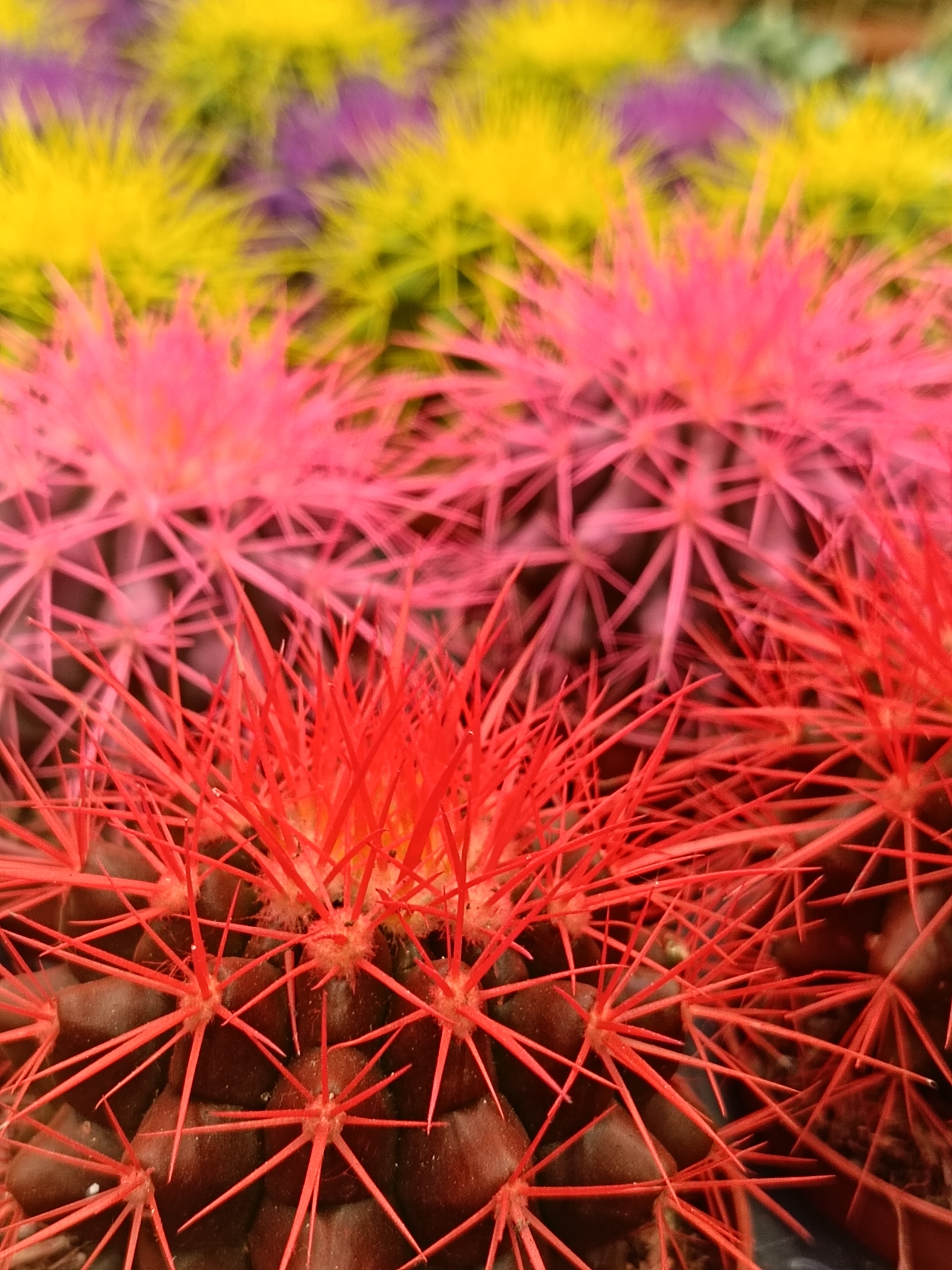 This is a close-up, vertically oriented, medium shot photograph of several barrel cacti with vibrantly colored spines. The cacti are arranged in rows, with the foreground dominated by a cactus with bright red spines. Behind this, there are cacti with pink spines, and further back, out of focus, are cacti with yellow and purple spines. The lighting is bright, suggesting an indoor setting like a nursery or greenhouse, possibly illuminated by artificial lights. The focus is sharpest on the red-spined cactus in the foreground, highlighting the texture and arrangement of its spines. The background is blurred, creating a bokeh effect that emphasizes the colorful spines of the cacti. There is no visible text in the image. The scene is devoid of people or animals. The overall impression is one of vibrant, artificial color applied to natural subjects. The setting is likely a commercial establishment where these cacti are sold. The time of day and weather are not discernible from the image.