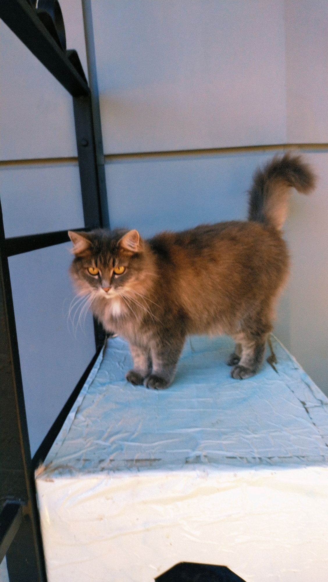 A medium-sized, fluffy gray cat with amber eyes stands on a blue-covered surface. The cat is positioned in the center of the frame, facing left. Its tail is raised and curved. The background consists of a light-colored wall with a horizontal line and a dark metal structure on the left side. The scene appears to be indoors or on a covered balcony, likely in a residential setting.