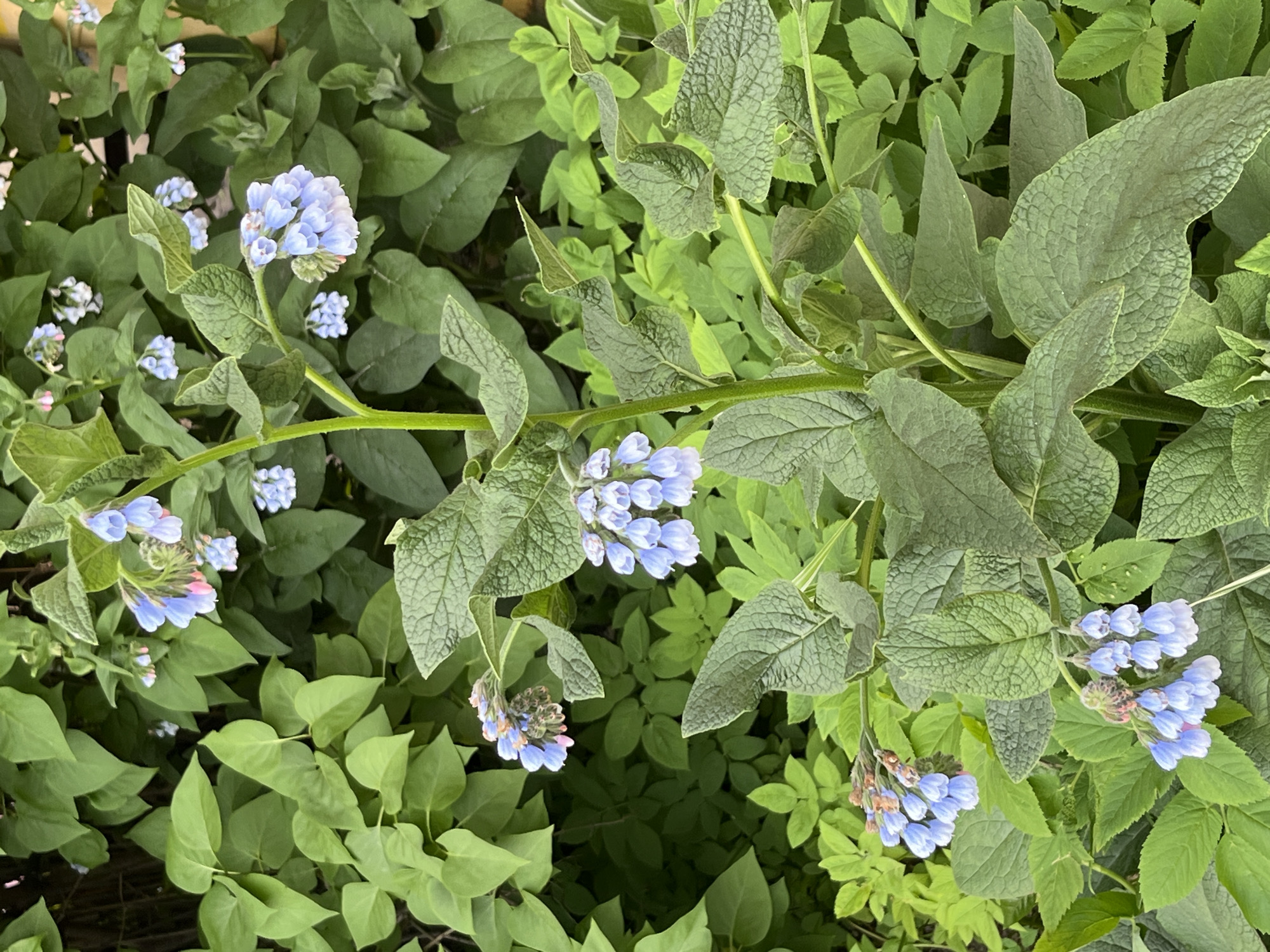 The image presents a close-up view of dense green foliage, dominated by a flowering plant featuring clusters of light blue, bell-shaped flowers. The primary plant has large, ovate to lanceolate, rough-textured, dark green leaves with pronounced venation. Its sturdy stems support multiple pendulous clusters of blossoms, with some flowers displaying hints of pinkish-purple, suggesting stages of development or color variation.
Surrounding and beneath the main plant are various other green plants with smaller, smoother, and brighter green leaves, creating a rich tapestry of foliage. The lighting is natural and diffuse, indicating an outdoor scene during daylight, possibly under an overcast sky, as no harsh shadows are present.
The overall scene captures a vibrant and healthy botanical display, likely within a garden or natural area in Saint Petersburg, Russia. The plant with the blue flowers closely resembles Comfrey (Symphytum), a species common in temperate climates. The presence of blooming flowers suggests the time of year is spring or early summer. There are no human subjects, man-made objects, or visible text in the image.