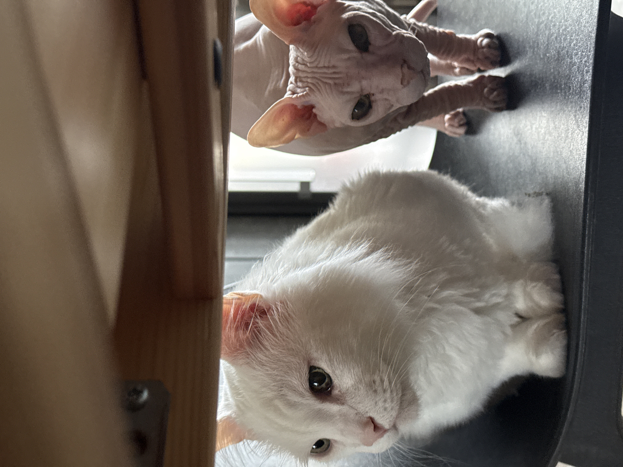 The image depicts two cats, one white and fluffy, the other a hairless Sphynx breed, positioned under a wooden structure, possibly a table. They are on a dark, flat surface, which appears to be a table or desk. The white cat is facing left, with its head turned slightly to the side, showing its profile and part of its body. The Sphynx cat is facing the camera, standing with its front paws closer to the viewer. The lighting suggests an indoor environment, possibly a home, with natural light coming from a window in the background. There is no visible indication of the location being in Krasnoyarsk, Russia.