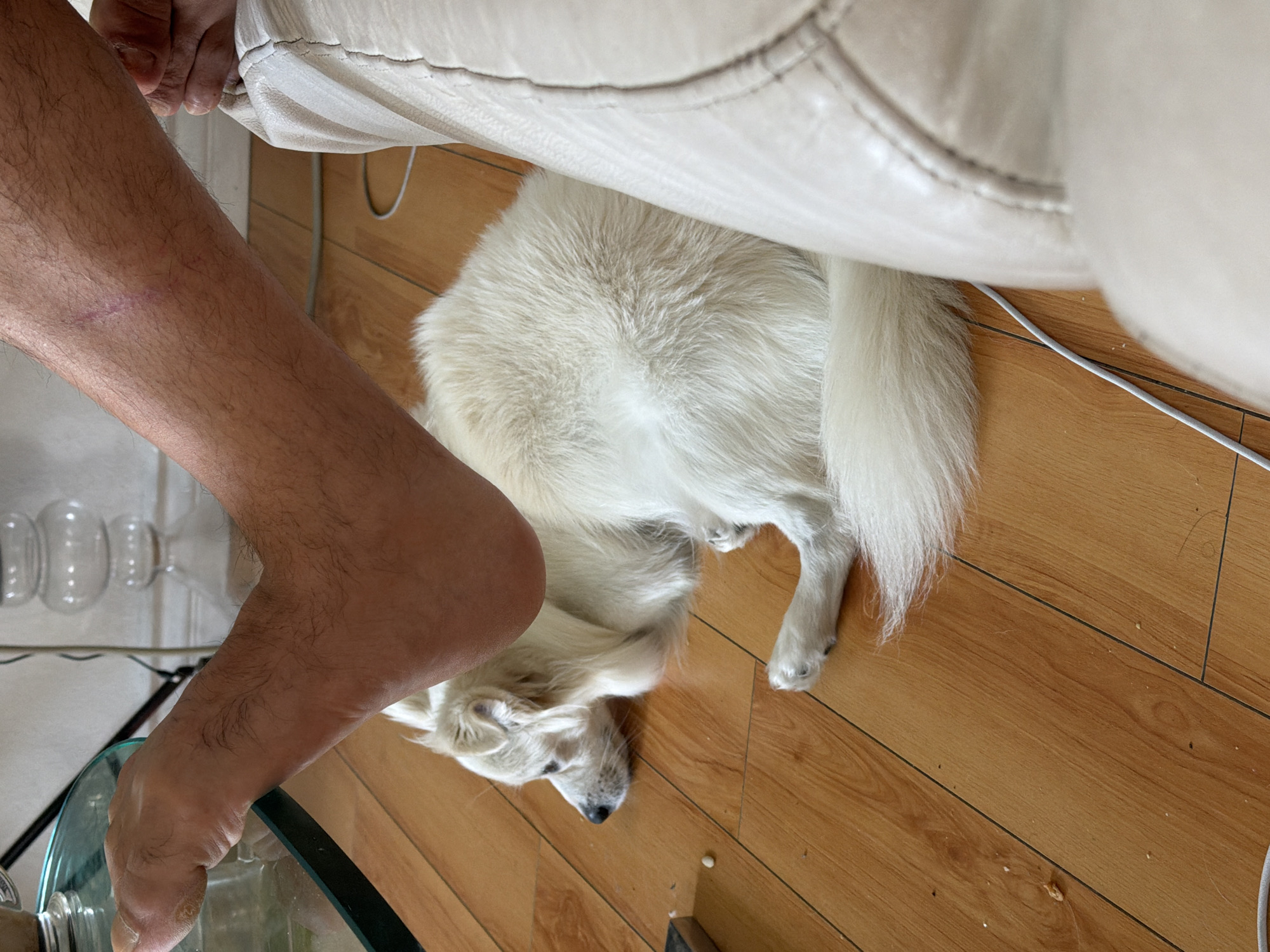In an indoor environment with wooden flooring, a white dog lies on its side, facing left. Its head is resting on the floor, and its body is curled up. A human foot and lower leg are positioned above the dog, with the foot appearing to be resting on or near the dog's back. The leg shows a visible scar. Adjacent to the dog and human limb is a portion of a light-colored, possibly leather, couch. A glass-top table is partially visible in the upper left corner. The scene suggests a domestic setting.