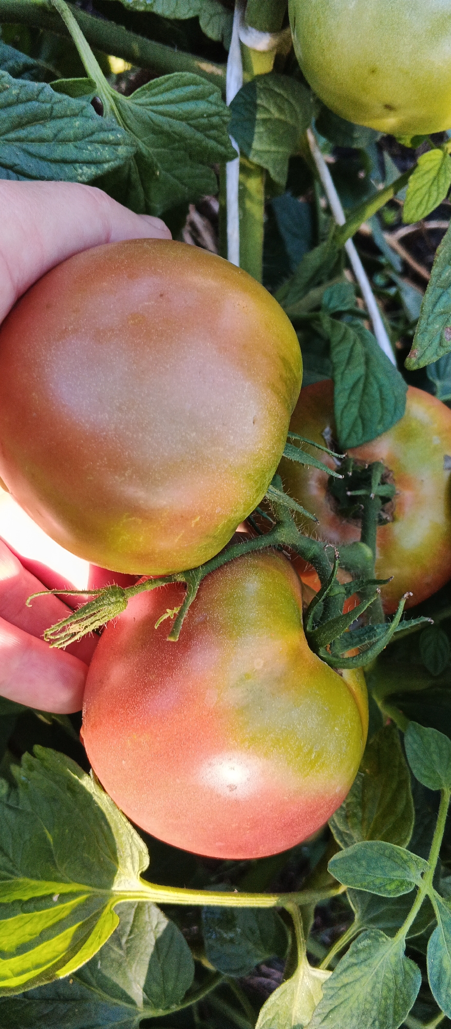 A close-up, vertical shot shows a hand holding a cluster of ripening tomatoes on the vine. The tomatoes are a mix of colors, with some showing shades of green, pink, and brown. The background consists of green tomato leaves and vines, with the hint of a white stake supporting the plants. The scene appears to be an outdoor garden, possibly in Smila, Ukraine, bathed in natural sunlight. The focus is on the texture and subtle color variations of the tomatoes and the fine hairs on the stems.