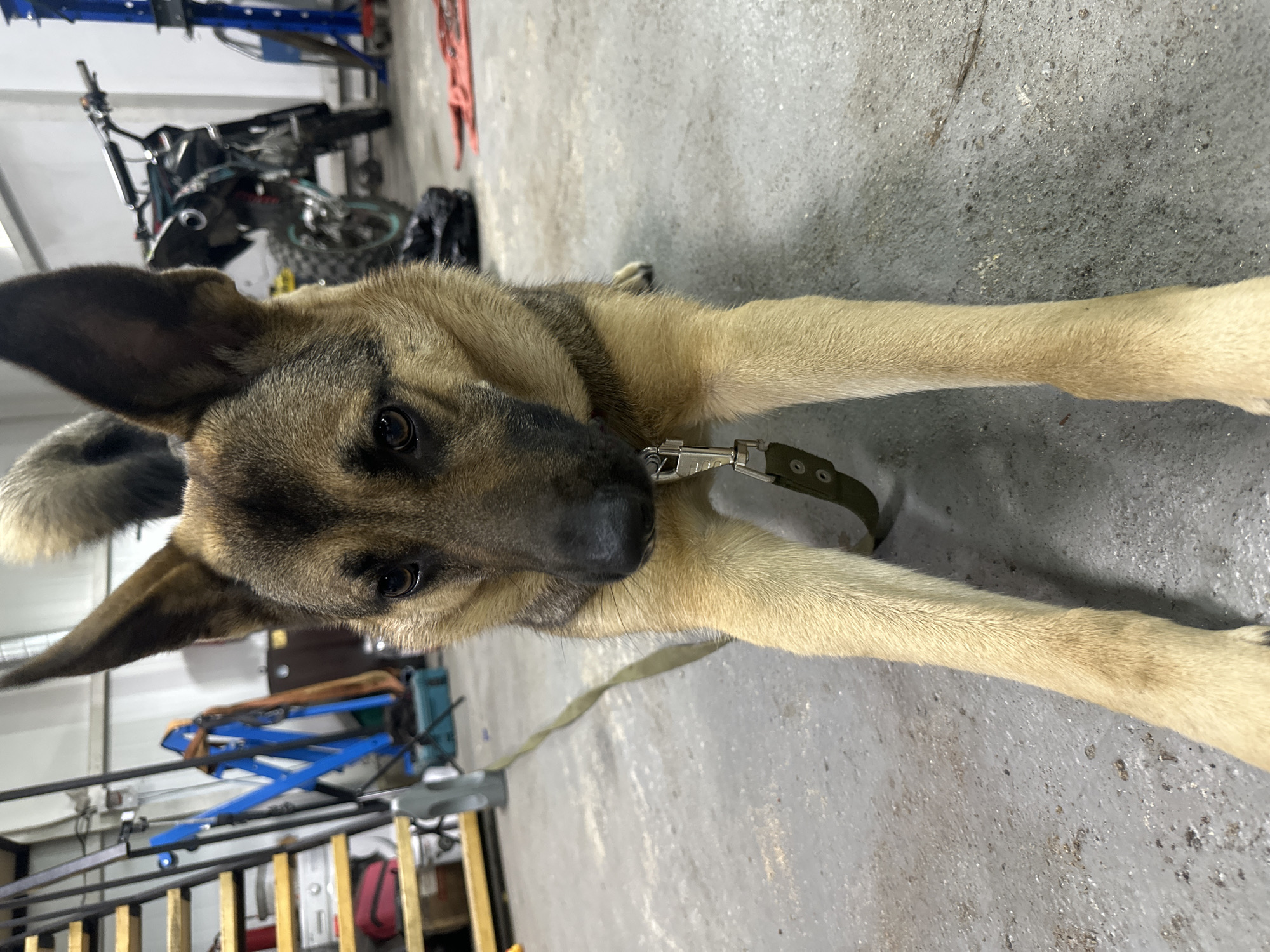 A German Shepherd lies on a concrete floor in what appears to be a garage or workshop. The dog is facing the camera with its front paws extended. The dog is wearing a green collar with a leash attached. In the background, there are various objects, including a motorcycle, shelves with items, and a blue mechanical lift. The lighting is dim, suggesting an indoor setting. The image does not provide any information about the location in Blagoveshchensk, Russia.