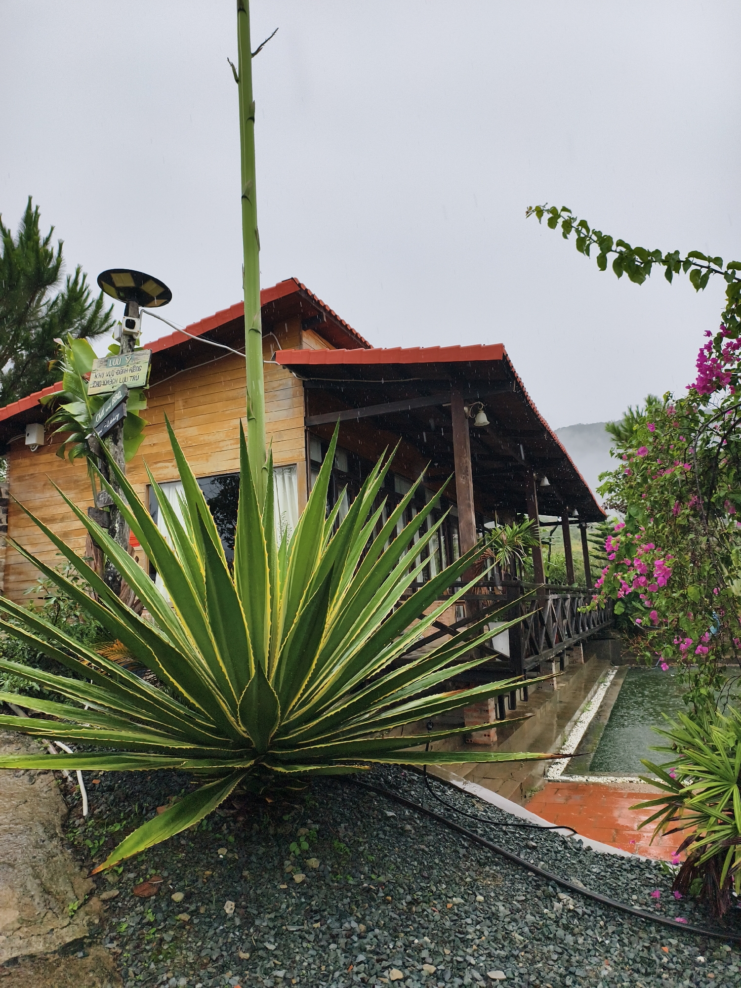 The image depicts a wooden house with a red tile roof under a grey, rainy sky. A large agave plant with green and yellow striped leaves is prominent in the foreground. Behind the house, the background is obscured by fog and rain. To the right of the house is a swimming pool. The ground is covered in small, grey stones. A sign is visible near the top left of the image, and pink flowers are on the right side. The location is unknown.