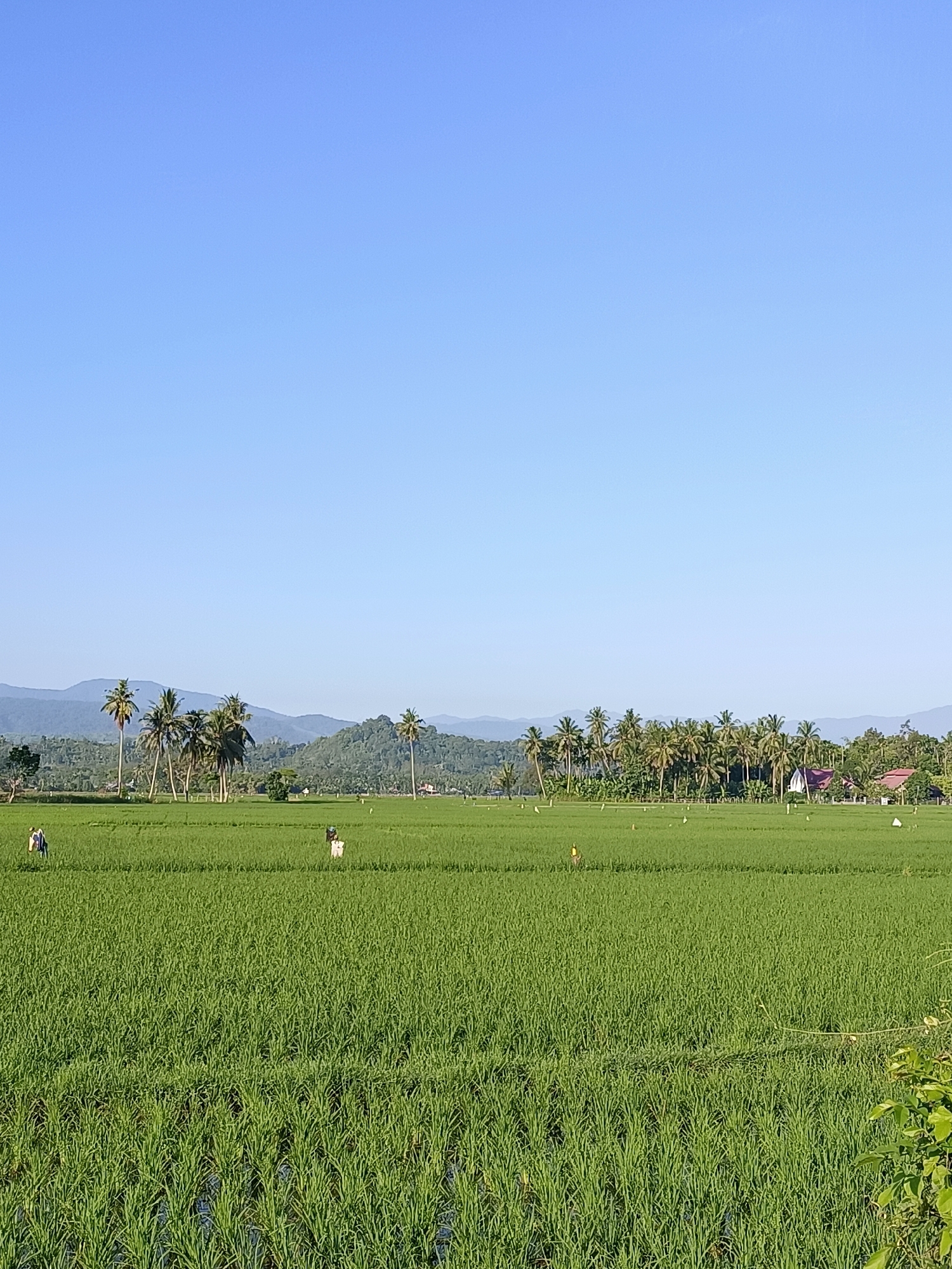 This is a photograph of a bright, clear day in Kampung Jumpa, Indonesia. The foreground is dominated by a vibrant green rice paddy, with rows of young rice plants stretching towards the horizon. The water between the rows is visible in some areas. Scattered throughout the rice field are several scarecrows, likely placed to deter birds. In the middle ground, a cluster of tall palm trees stands out against the lush green landscape, accompanied by other tropical foliage. Beyond the trees, the background features rolling hills covered in dense vegetation. A few houses with reddish-brown roofs are visible amongst the trees on the right side of the frame, suggesting a small village settlement. The sky is a clear, uniform light blue, indicating fair weather. The overall scene depicts a tranquil rural environment.