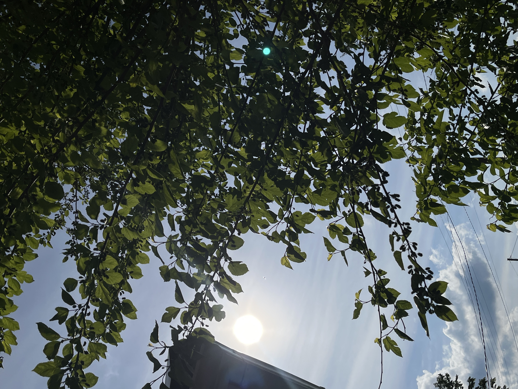 The image shows a view looking up through tree branches towards a bright sun in a pale blue sky. Some fluffy white clouds are visible on the right side of the frame. Part of a roof is visible at the bottom center. Power lines are visible on the right side of the frame. It is not possible to confirm the location.