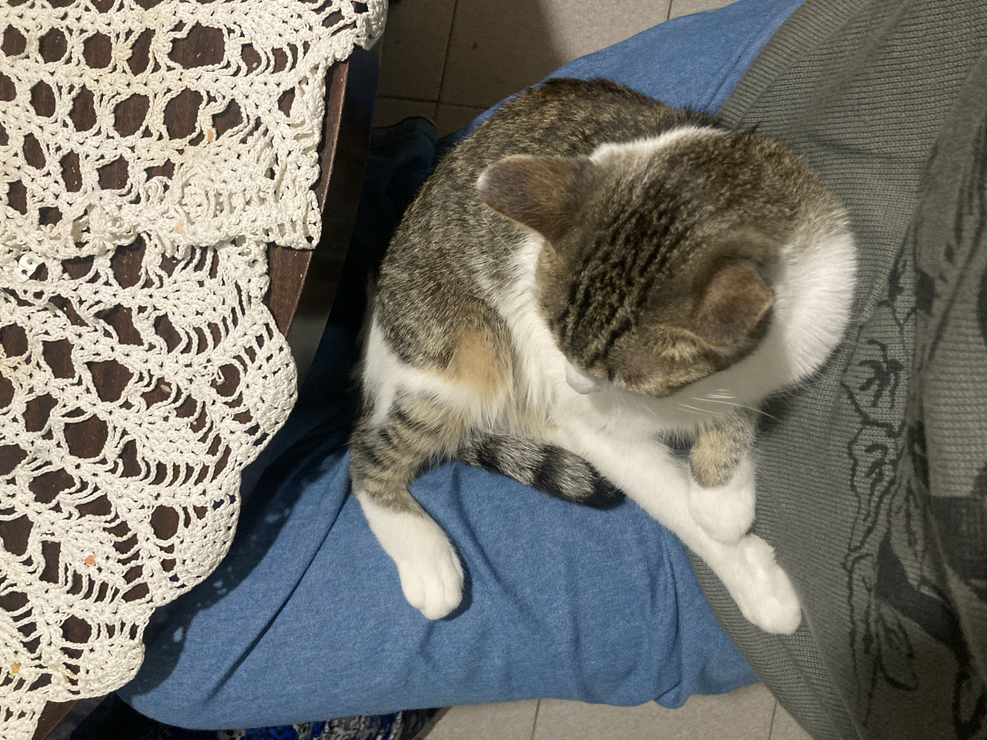 A cat is sitting on someone's lap. The cat is mostly white with brown and gray markings on its head and back. It has white paws and a striped tail. The person's lap is covered with a blue garment. To the left of the person's lap is a table with a white lace tablecloth. The image does not contain enough information to determine the specific location in Buenos Aires, Argentina.