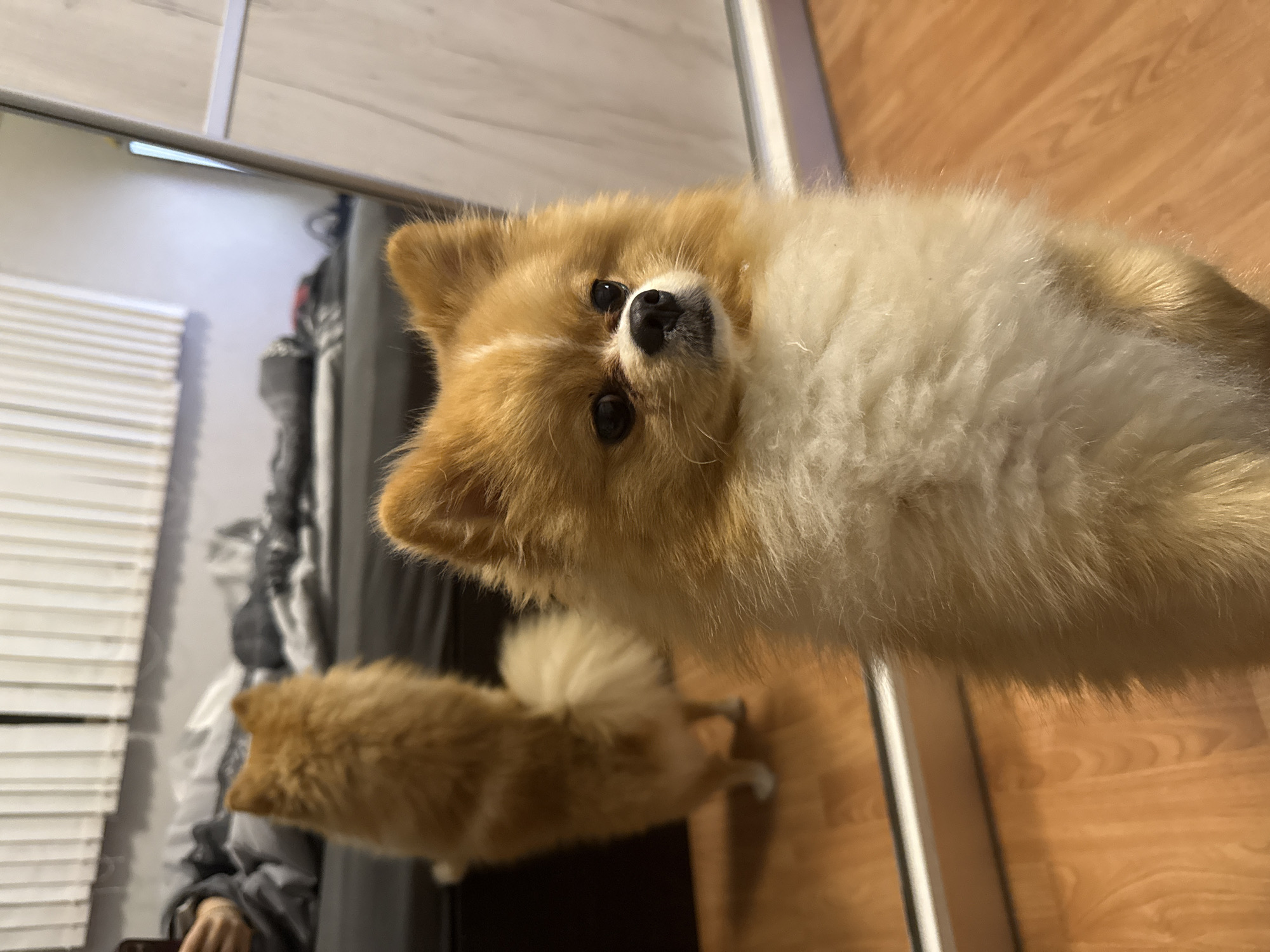 The image features a small, fluffy dog, resembling a Pomeranian, with a mix of light brown and cream-colored fur. The dog's head and upper body are prominently displayed, filling the right side of the frame. It looks directly into the camera with dark, round eyes and a black nose, conveying an attentive and curious expression.
The setting appears to be indoors. A light-colored wooden floor is visible on the right and foreground. To the left, a large reflective surface, likely a mirror or a glass panel, dominates the background. This surface reflects parts of the room. In the lower-left section of the reflection, the blurry hindquarters and fluffy, curled tail of another dog, similar in appearance to the main subject, can be seen. Further in the reflection, horizontal white window blinds are visible, suggesting a window nearby, along with indistinct dark shapes that could be furniture or a person.
The overall image is captured from a slightly tilted angle, giving the impression that the dog is looking up at the viewer. There is no discernible activity beyond the dog's direct gaze. No specific time of day or weather conditions can be determined, though the lighting suggests it's daytime. There is no visible text in the image. While the location context is Pazardzhik, Bulgaria, no specific visual cues within the image confirm this detail.