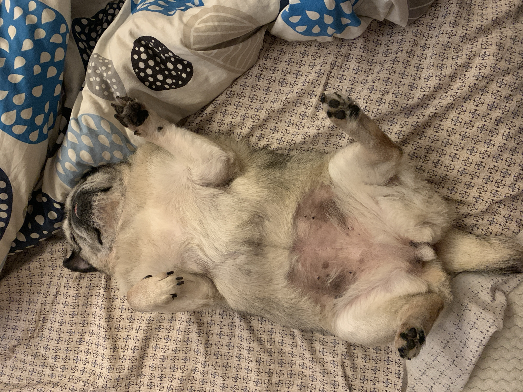 A pug is sleeping on its back on a bed. The pug is light brown and white with black accents. The dog's belly is exposed and appears pink with some darker spots. The pug is lying on a bed with a patterned beige sheet and a duvet with blue and white abstract designs. The image is taken from a top-down perspective. There is no visible indication of the location being Sergeevo, Russia.