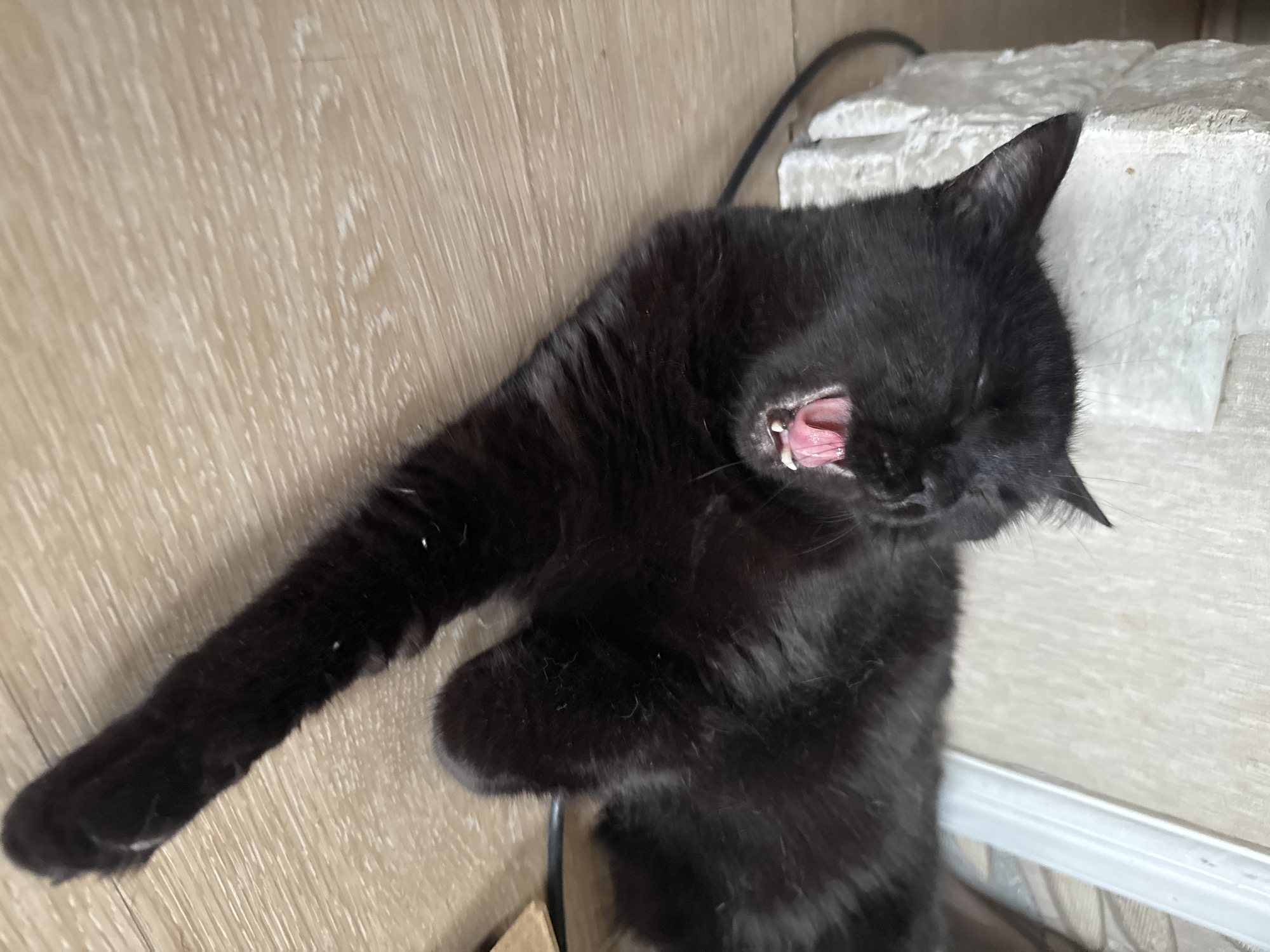 A black cat is lying on a light-colored wooden floor and yawning. The cat's mouth is wide open, revealing its pink tongue and sharp teeth. Its eyes are closed, and its ears are slightly flattened against its head. The cat appears to be relaxed and comfortable. The background is out of focus but appears to be a room with some sort of white decorative element on the left and a vertical white object on the right. No specific location in Bishkek, Kyrgyzstan is identifiable.