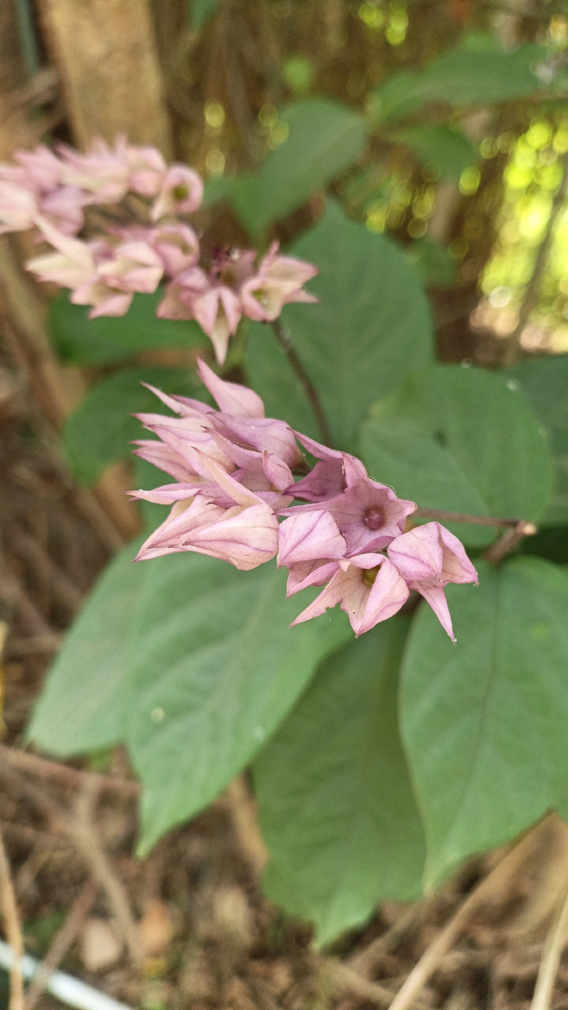 A cluster of delicate pink flowers with pointed petals hangs on a stem, its leaves a vibrant green. The background is softly blurred, suggesting an outdoor setting with dappled sunlight filtering through foliage. The overall impression is one of natural beauty and tranquility, characteristic of a garden or natural area. The specific location in Cikal, Indonesia, implies a tropical or subtropical environment.