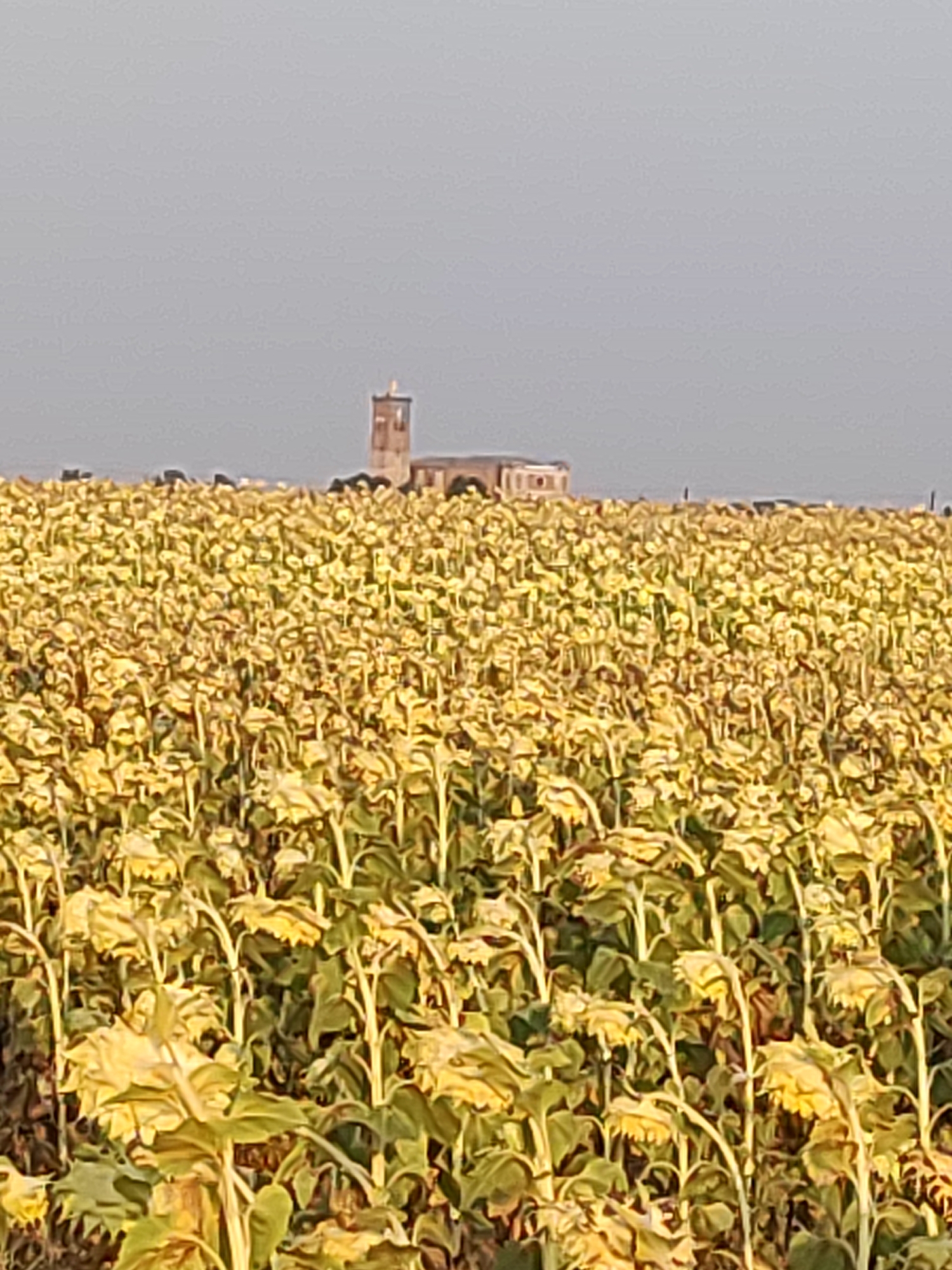 The image shows a field of sunflowers with a building in the distance, which appears to be a church or other religious structure. The sunflowers are wilted and droopy, suggesting that they may be past their prime. The sky is overcast, and the overall lighting suggests it is either early morning or late evening. The building in the distance has a tall, slender tower and a rectangular main structure. This scene is located in Autillo de Campos, Spain, a municipality in the province of Palencia, within the autonomous community of Castile and León.