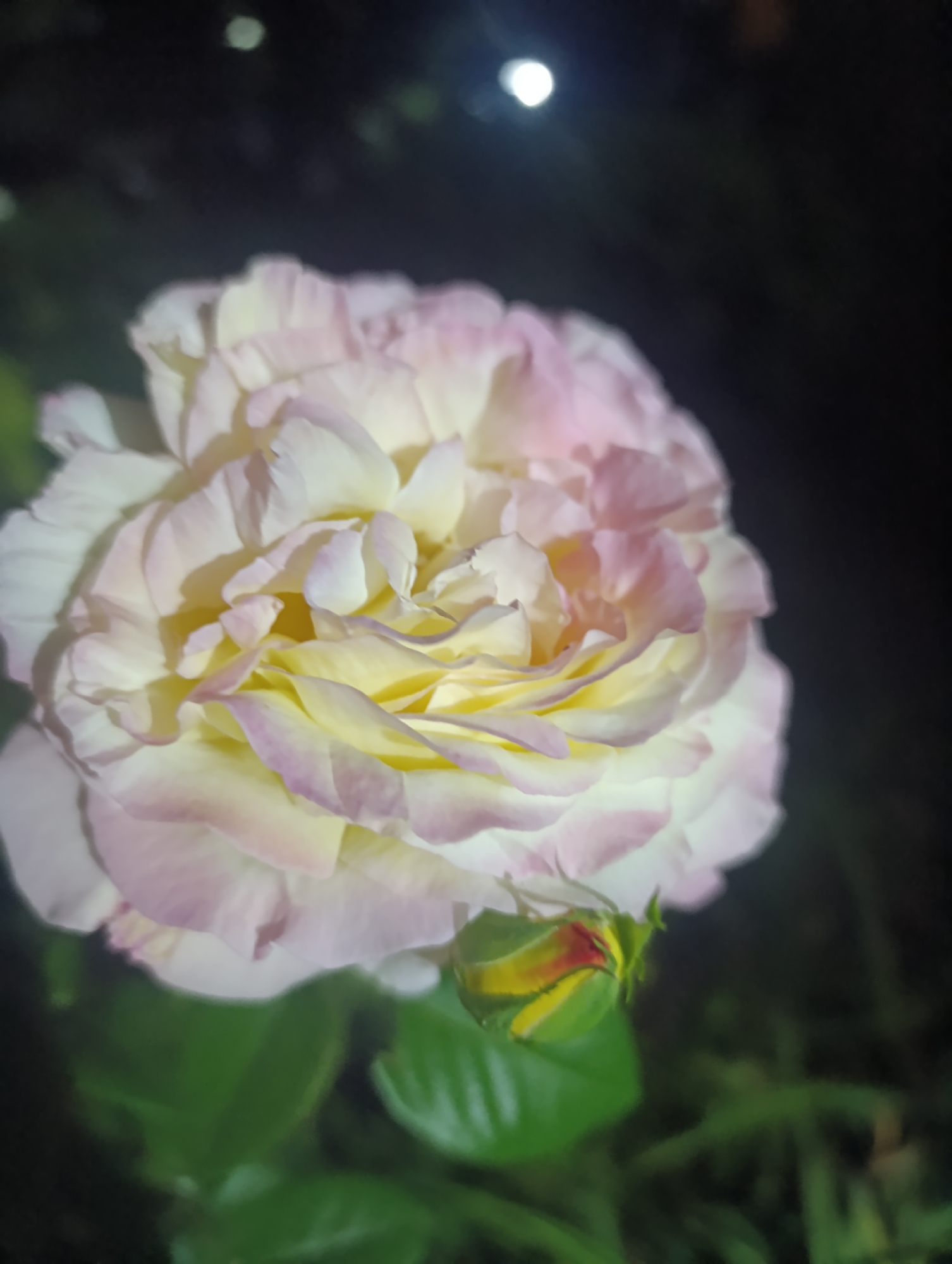 A close-up, dimly lit photograph captures a pale pink and yellow rose in bloom against a dark background. The rose is the primary subject, with its petals unfurling in delicate layers. The lighting highlights the subtle color variations and textures of the petals. In the lower right quadrant of the image, a small, unopened rose bud with hints of red and yellow is visible. Dark foliage, likely the rose's leaves, is present in the lower portion of the frame. The background is blurred and dark, with some out-of-focus circles of light, suggesting an outdoor setting at night, possibly in Zlatopil, Ukraine. No people or specific actions are depicted.