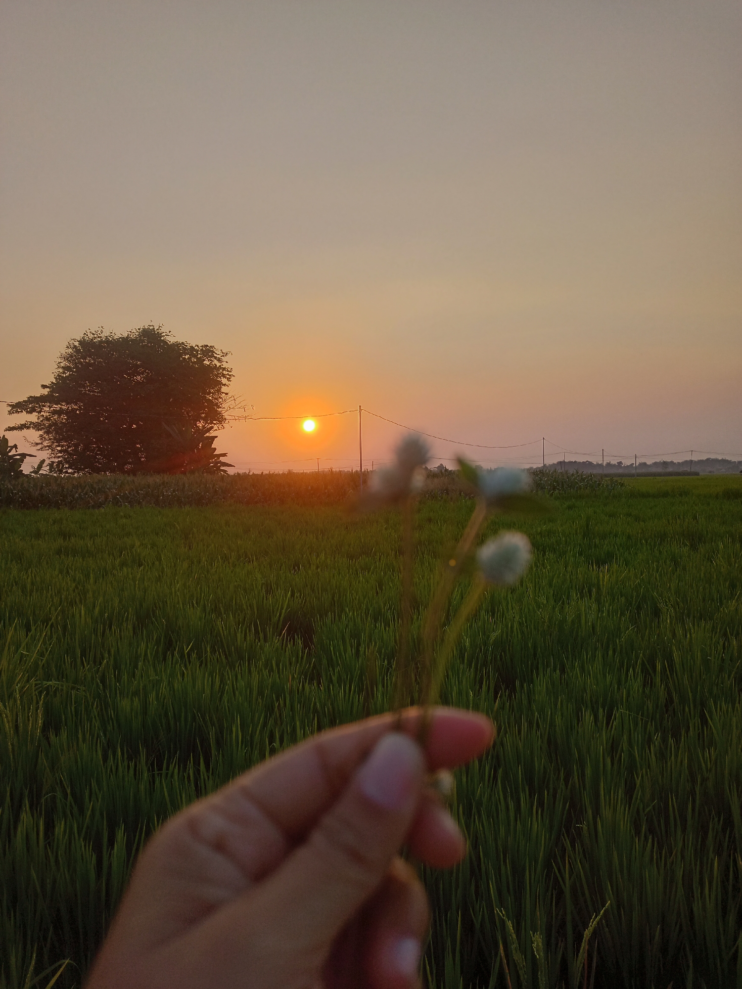 A sunset scene in a rice field in Karangtalun, Indonesia, shows the sun low on the horizon, casting an orange glow over the landscape. A single, large tree stands silhouetted against the sky on the left side of the frame, with fields of green rice stretching out in front of it. In the foreground, a blurred hand holds a delicate white flower, creating a shallow depth of field effect. The sky is a gradient of pale orange to a lighter hue at the top. Power lines and poles are visible in the distance, along with the faint outlines of other vegetation and structures. The overall atmosphere is serene and tranquil.